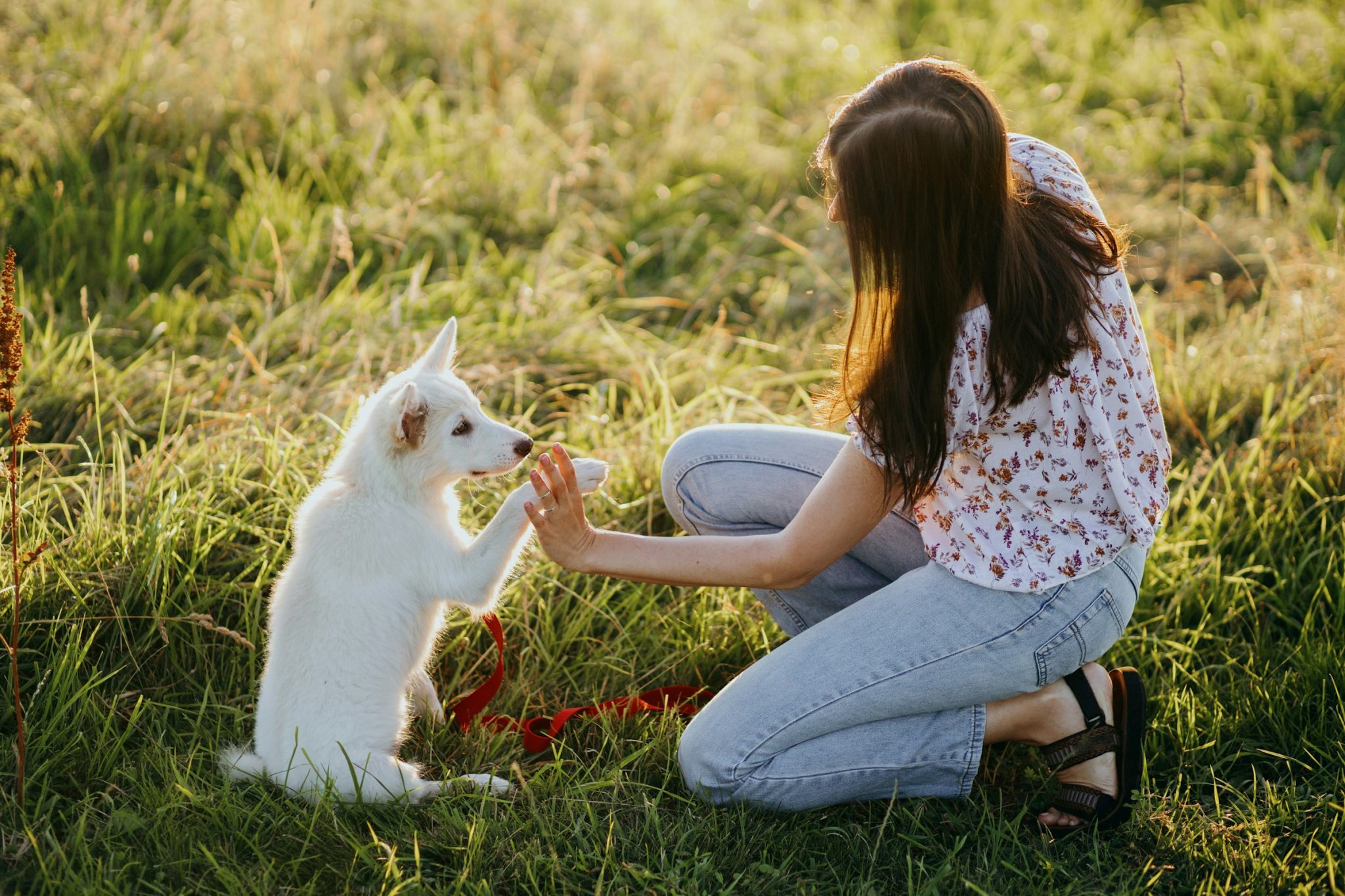 5 professional puppy training services near granville oh