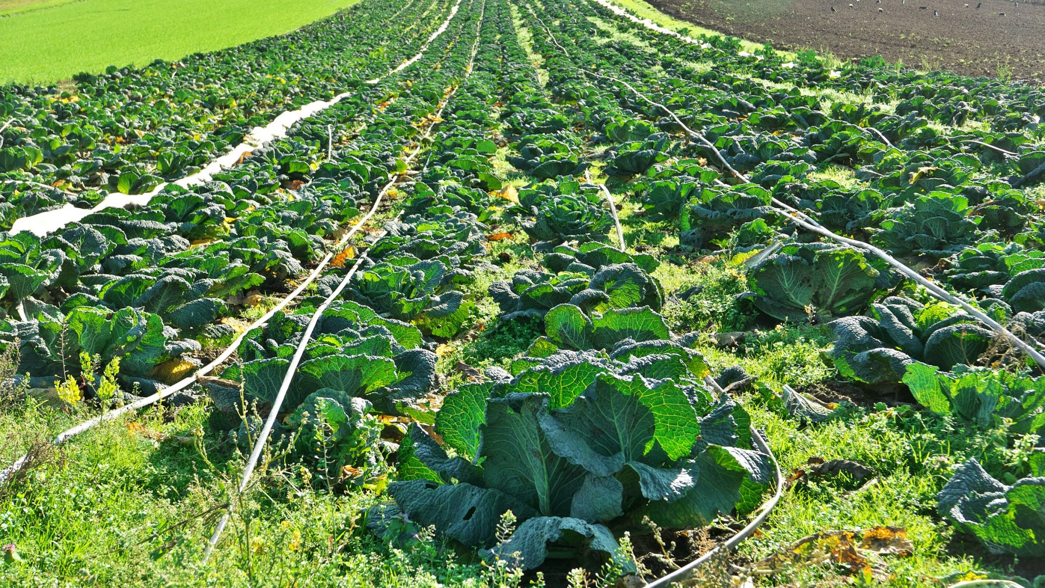 Regenerative agriculture cover crops Regenerative agriculture cover crops
