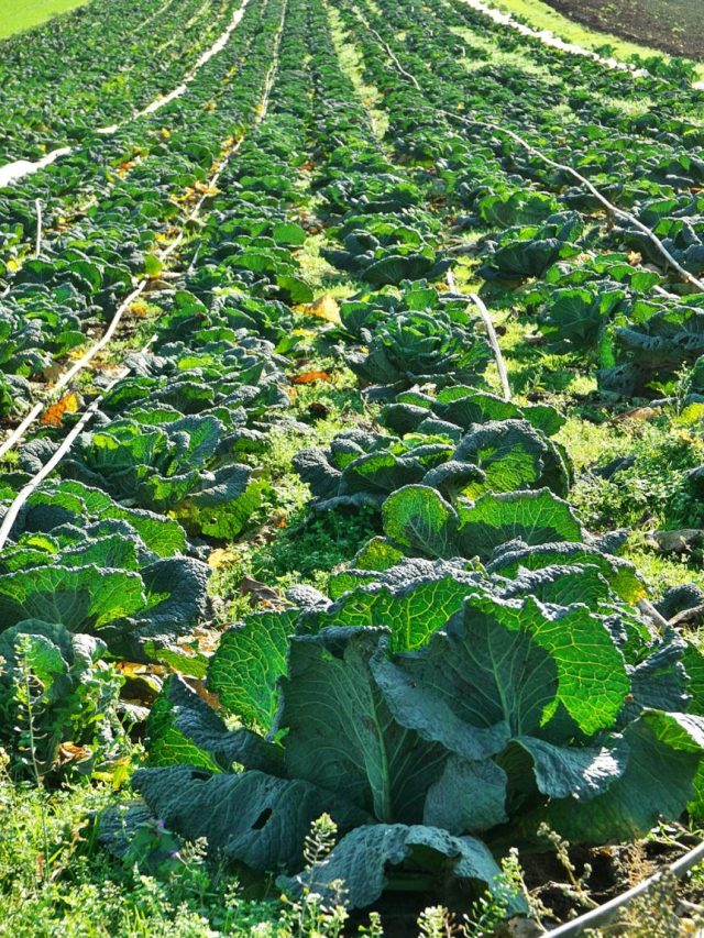 Regenerative Agriculture: What You Need to Know Story