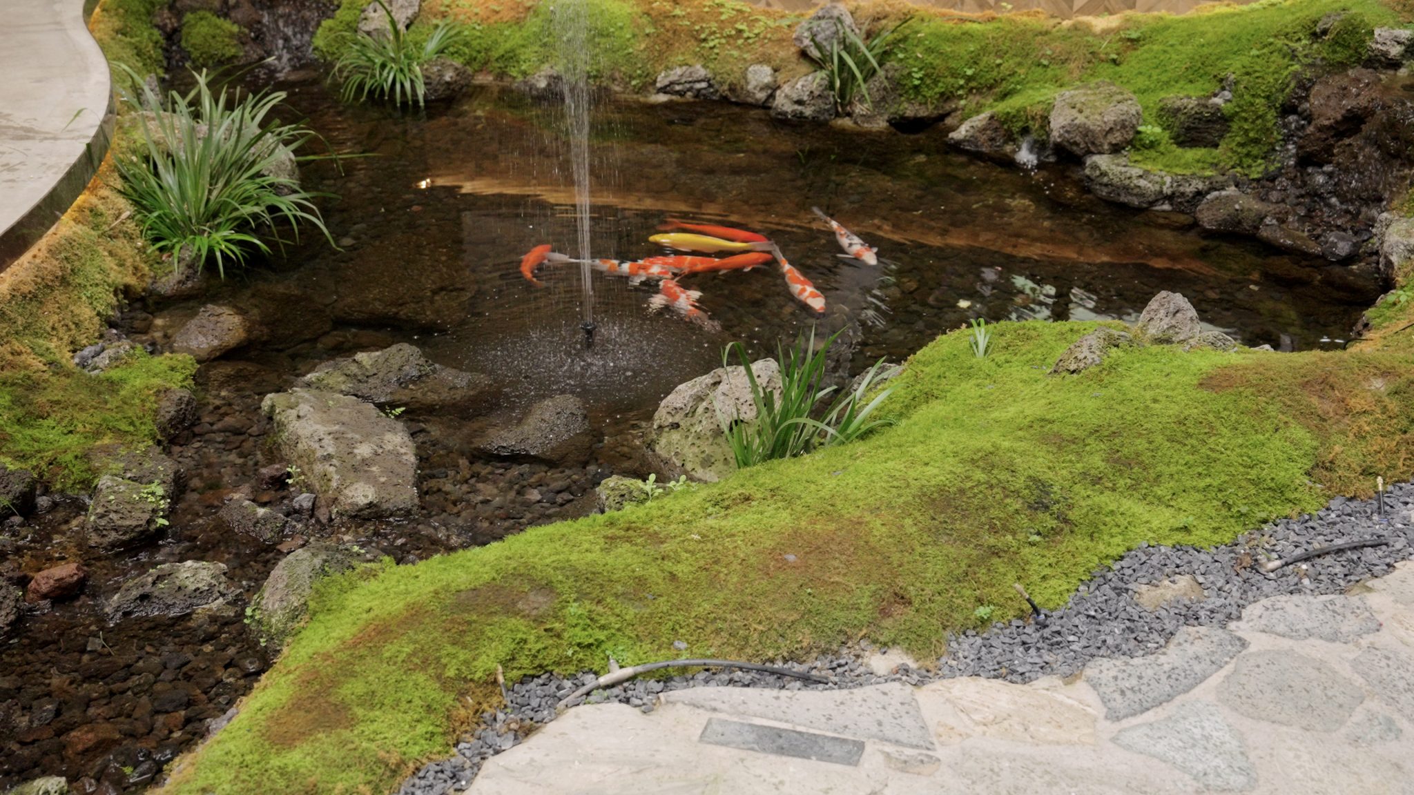 How can i keep my pond healthy with poposoap pond pump and filter?