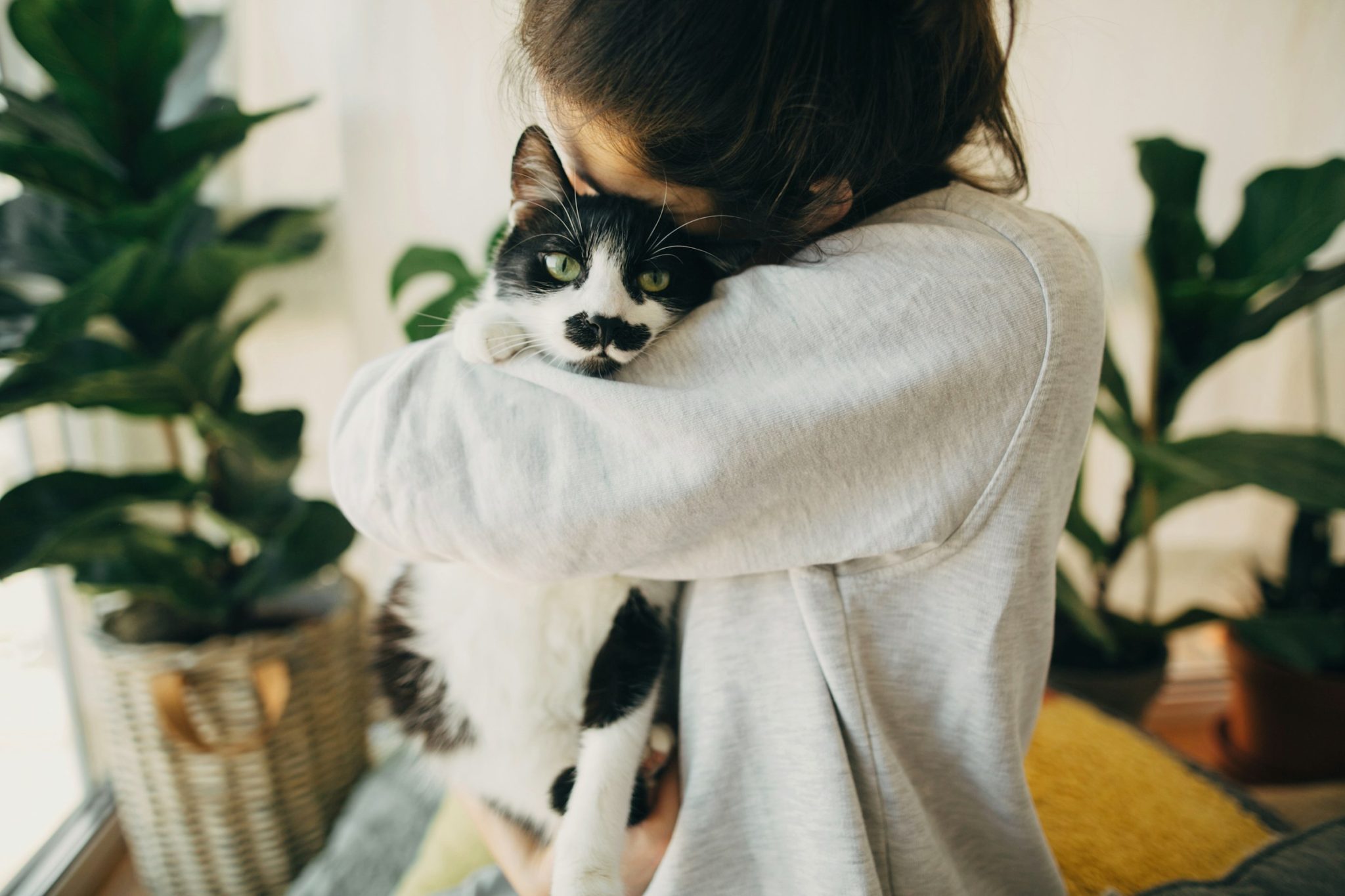 Top 10 cat supplements that support immune, joint & digestive health