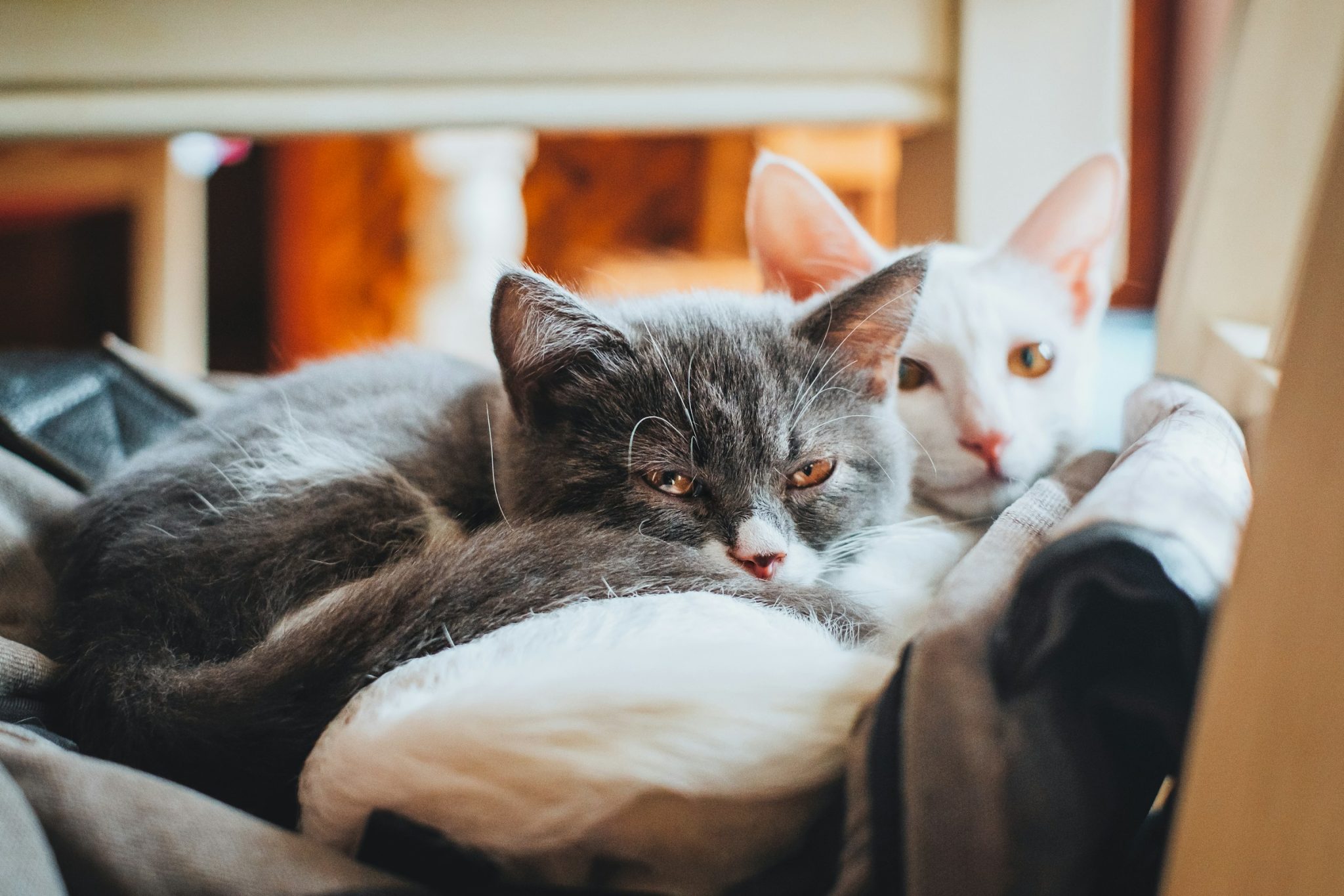 Top 10 cat supplements that support immune, joint & digestive health