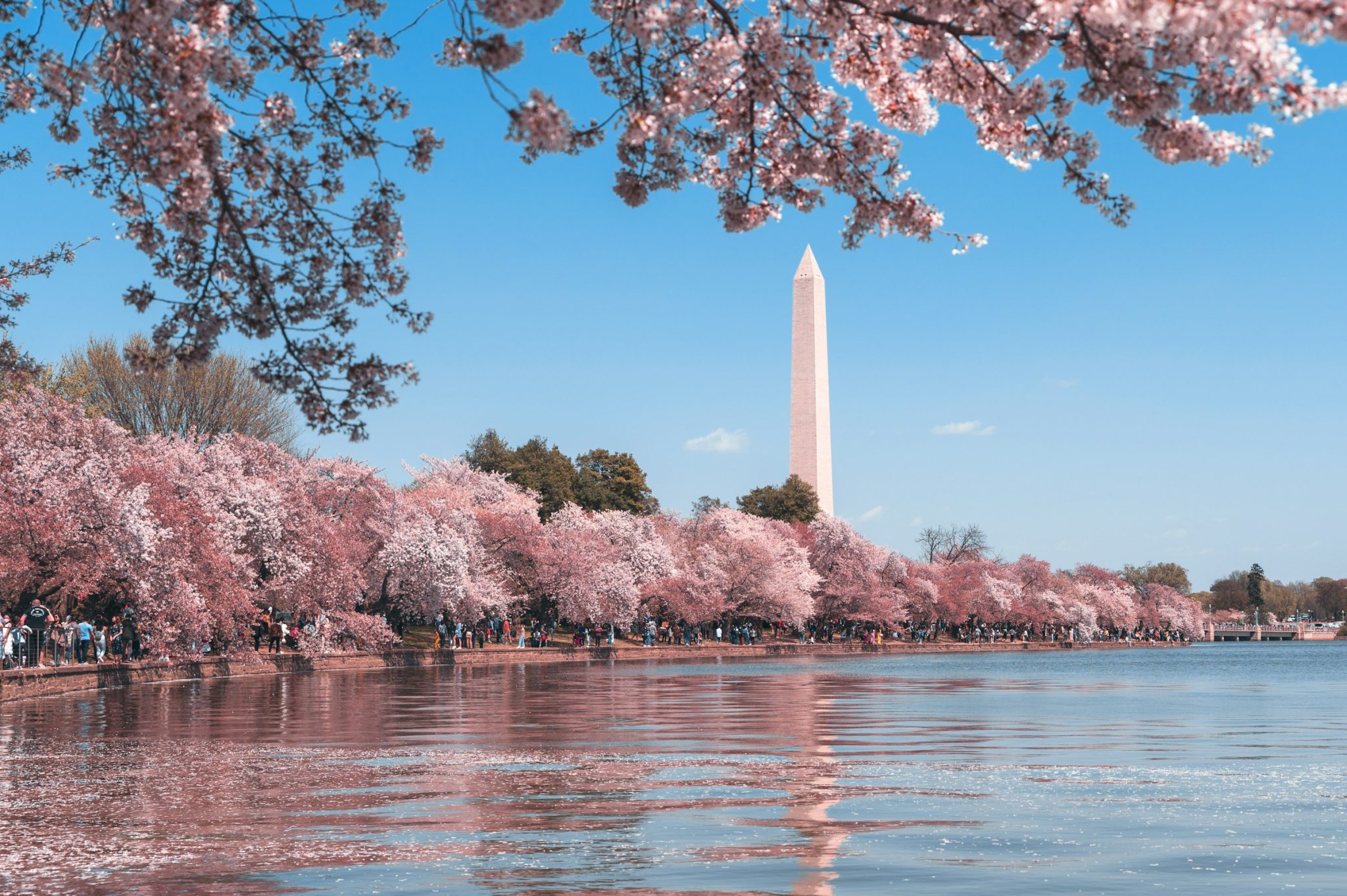 Exploring the botanical gardens and plant community around washington, d. C.