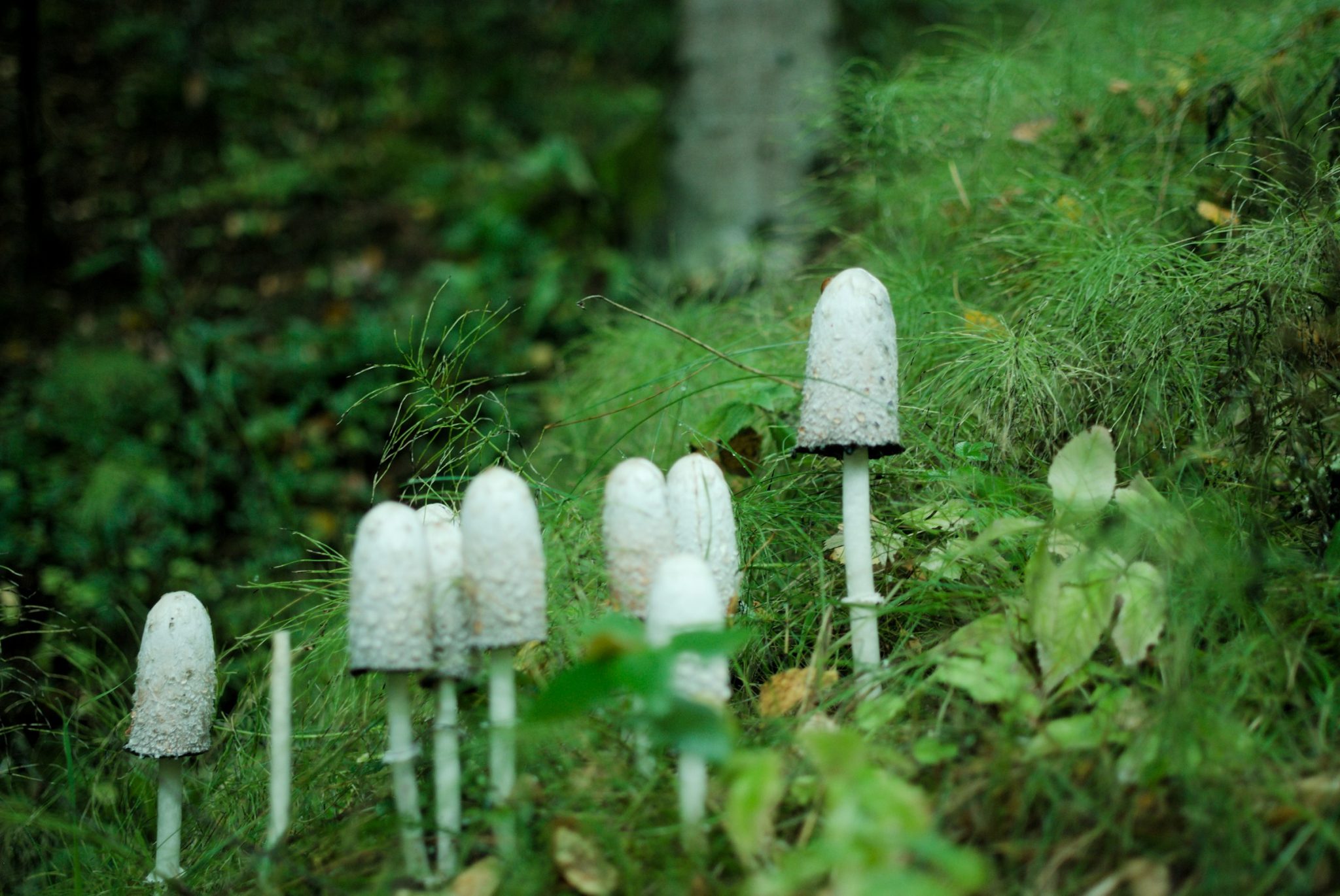 Surprising facts about the jack frost mushroom spore syringe