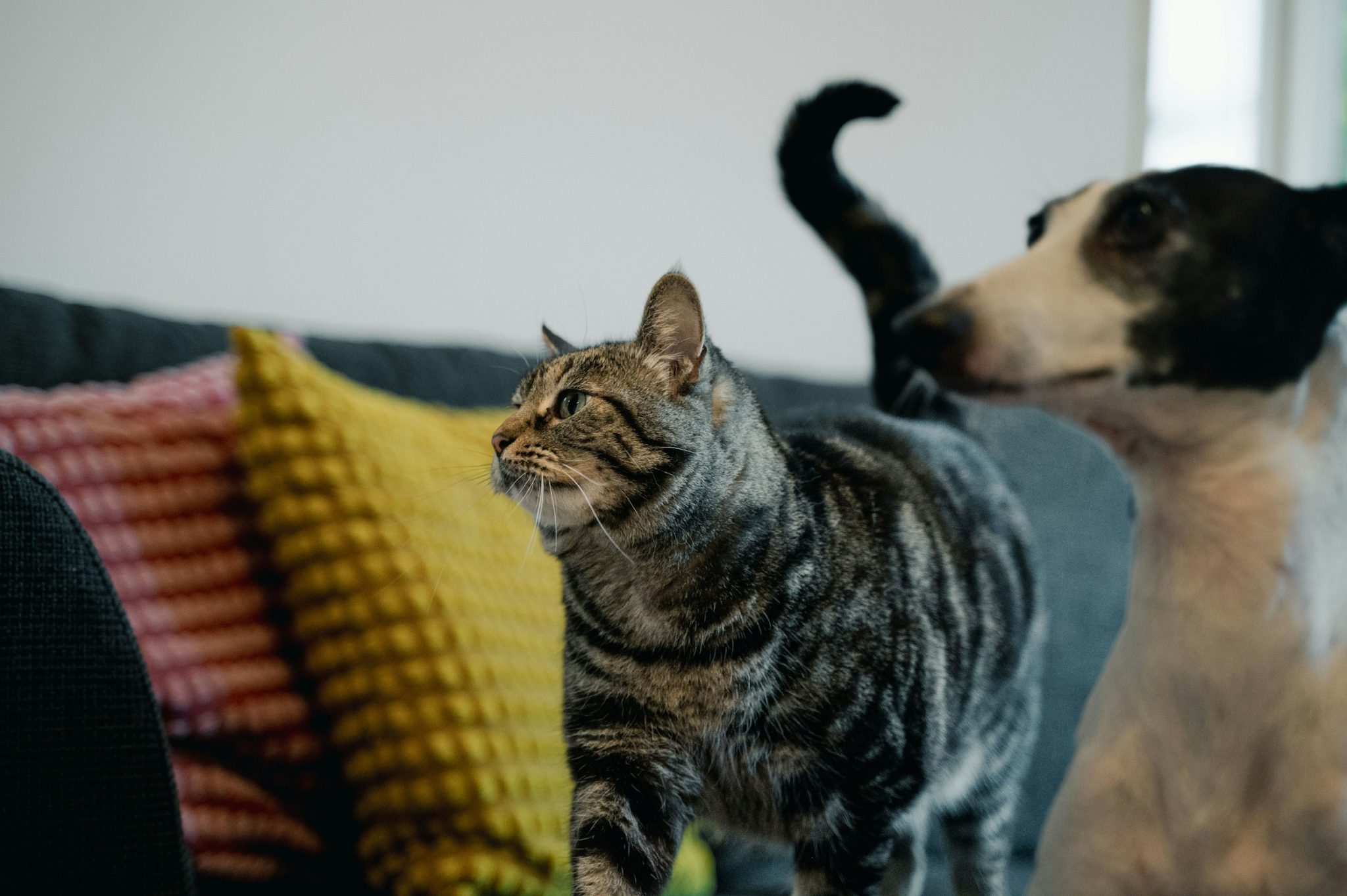 Simple steps to keep your pet safe & healthy at home