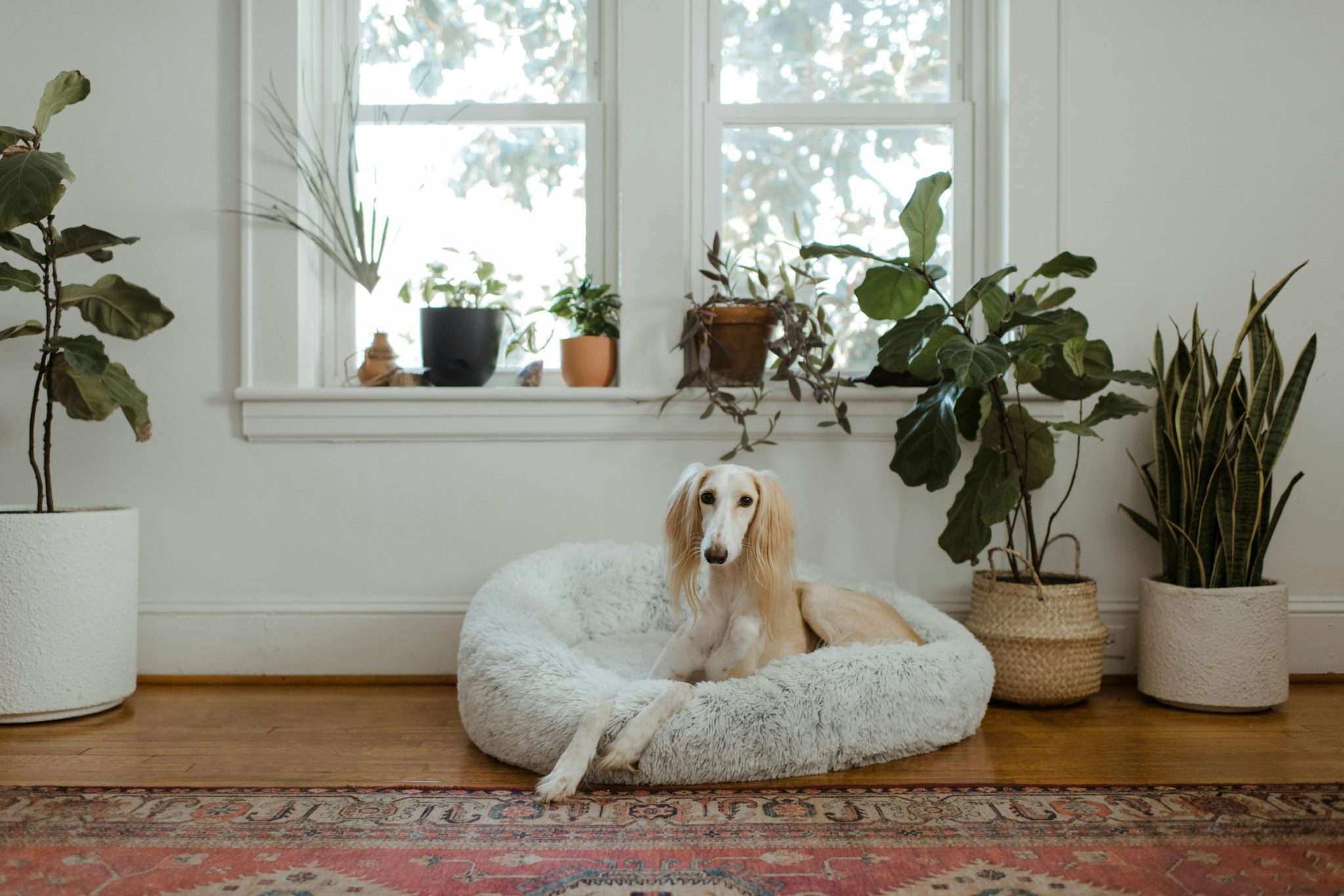 Simple steps to keep your pet safe & healthy at home