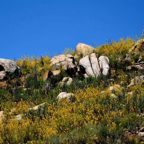California fire followers: the rare wildflowers that only bloom after flames 2 some seeds wait decades for the right moment. They sit dormant in the soil through wet winters and dry summers, through drought years and el niño storms, through generations of hikers passing overhead who never know they're there. Then fire sweeps through. The heat cracks their seed coats. Smoke chemicals trigger ancient germination sequences. And for one brief spring, hillsides that looked like graveyards explode into gardens. California fire followers golden eardrops ehrendorferia chrysantha hillside