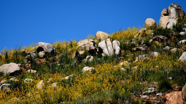 California fire followers golden eardrops ehrendorferia chrysantha hillside