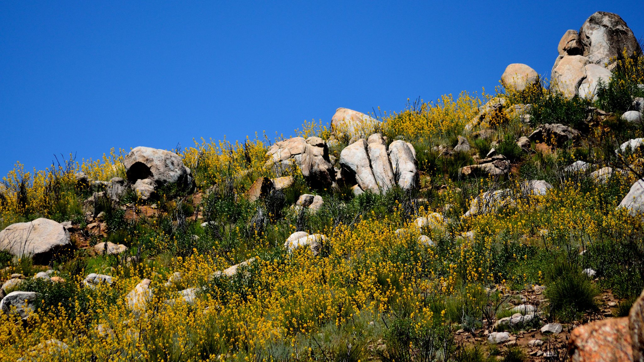 California fire followers golden eardrops ehrendorferia chrysantha hillside