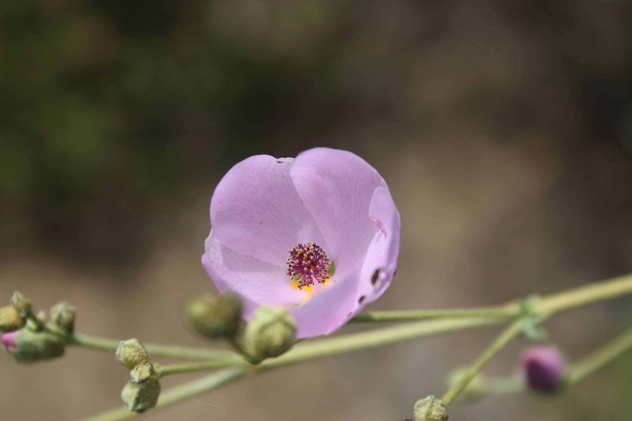 Fire followers bush mallow malacothamnus fasciculatus