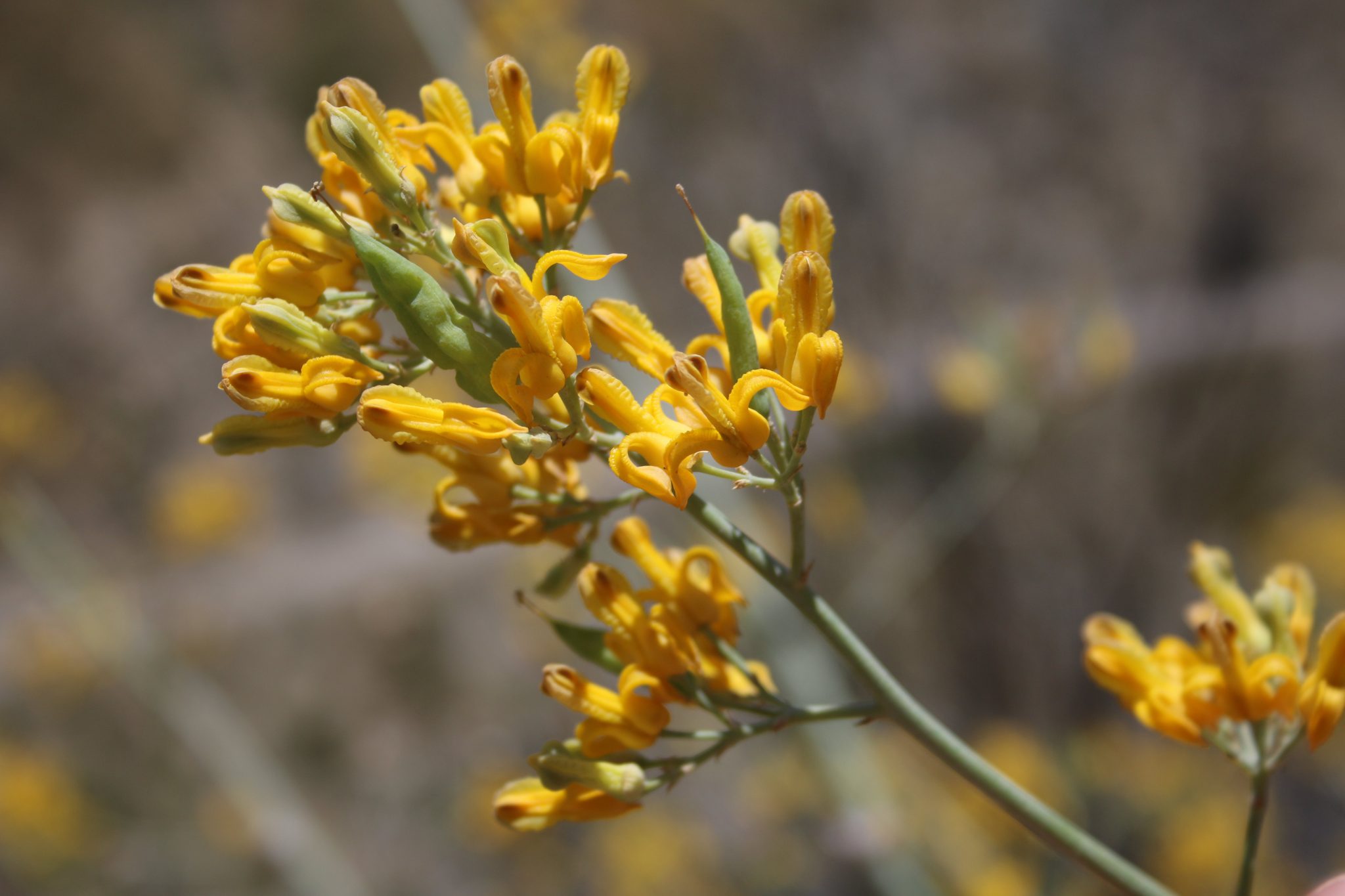 Fire followers golden eardrops ehrendorferia chrysantha