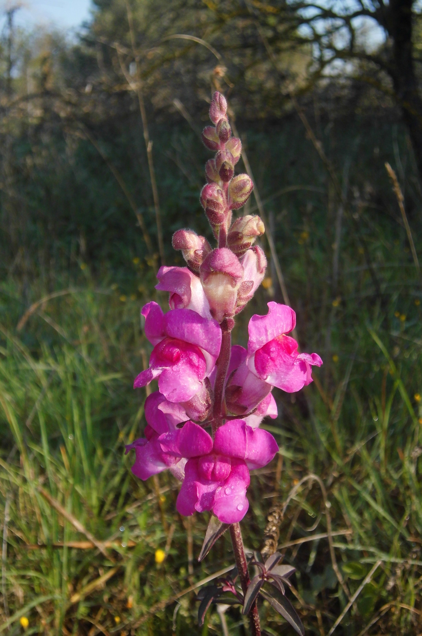 Fire followers native snapdragons antirrhinum species