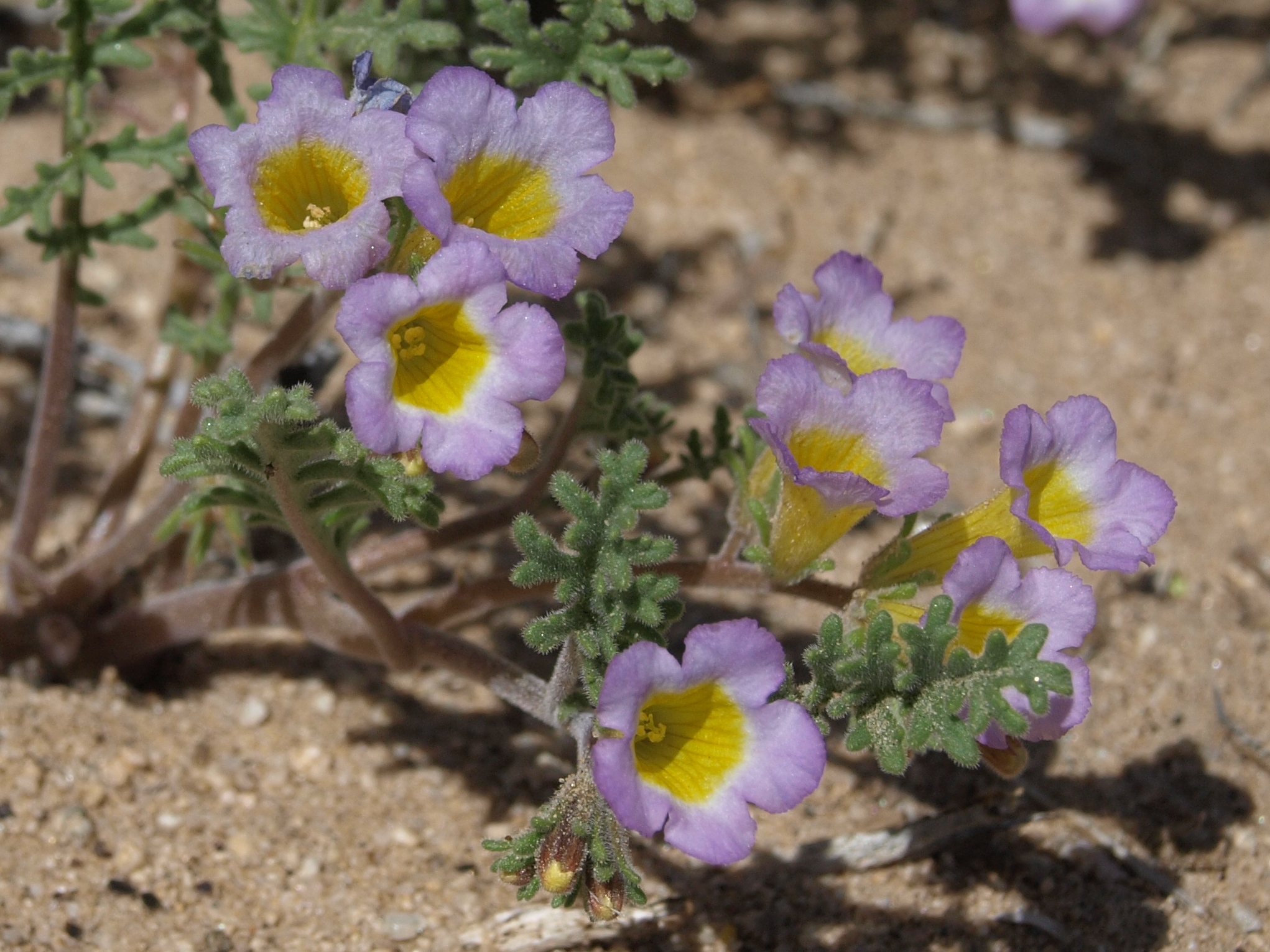 Fire followers phacelia