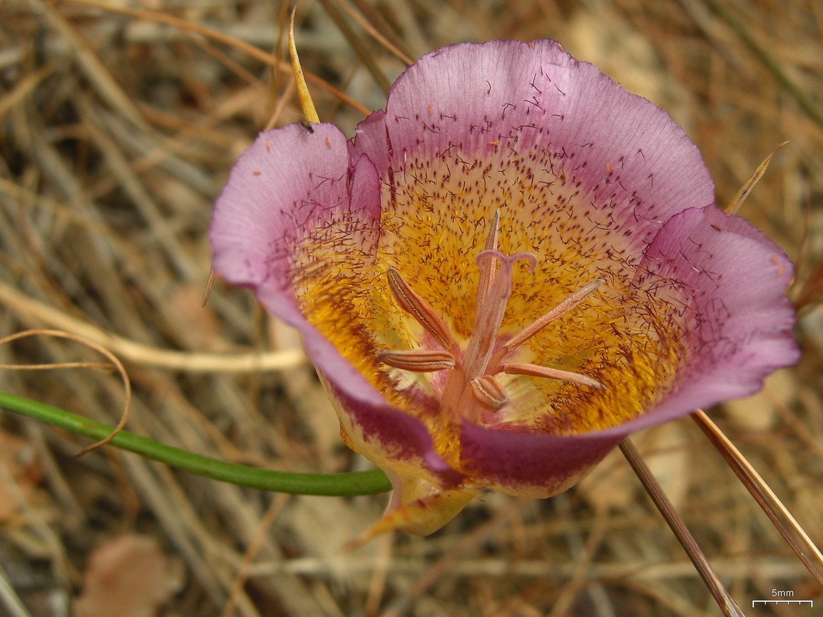 Fire followers plummers mariposa lily calochortus plummerae