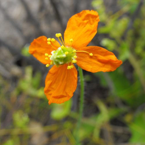 The california fire poppy: rare to see, not rare in the bank 1 fire poppy (papaver californicum) is california's only true smoke-cued poppy. Cnps calls it common; you'll likely never see one. Here's why.