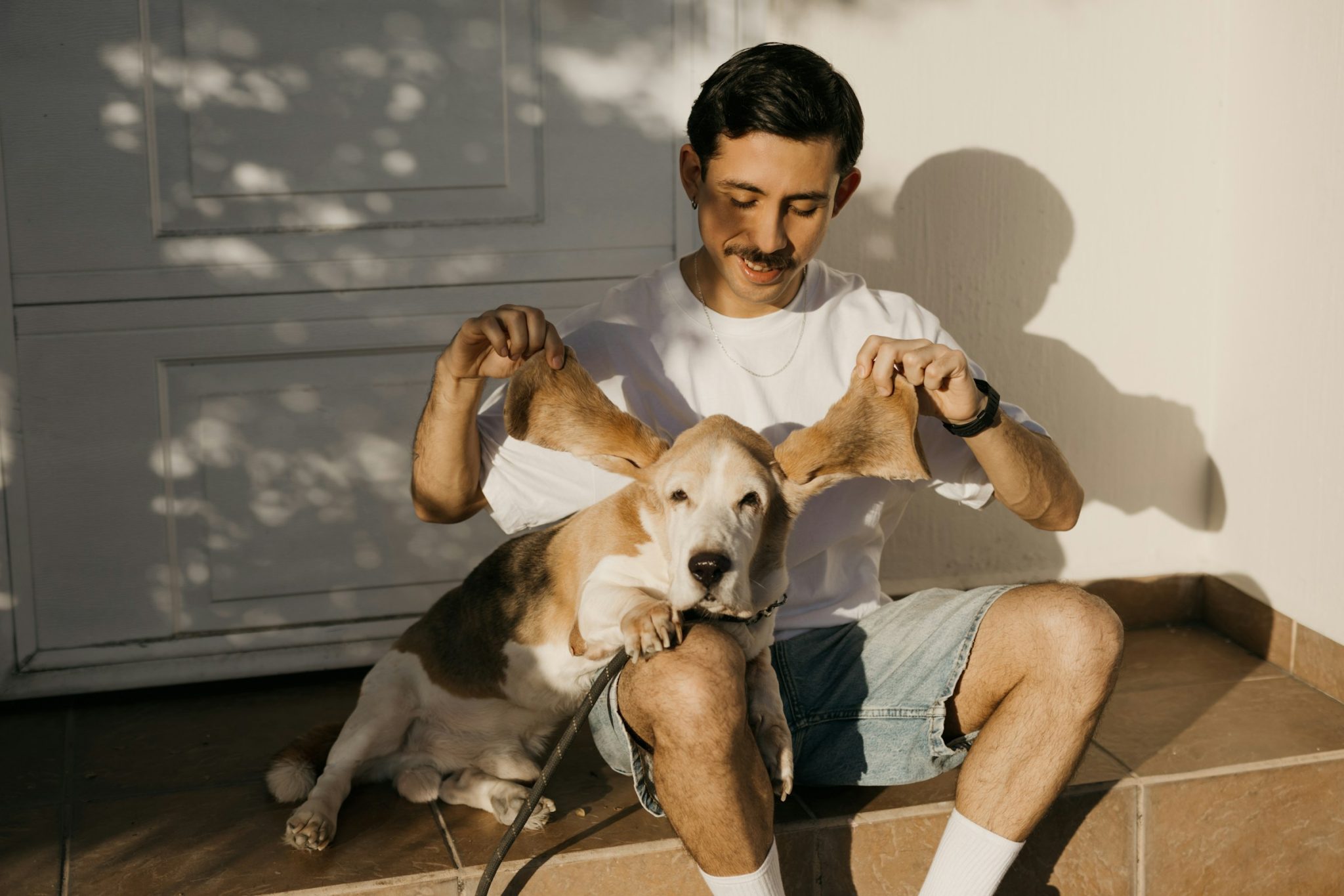 What to know about grooming for senior dogs