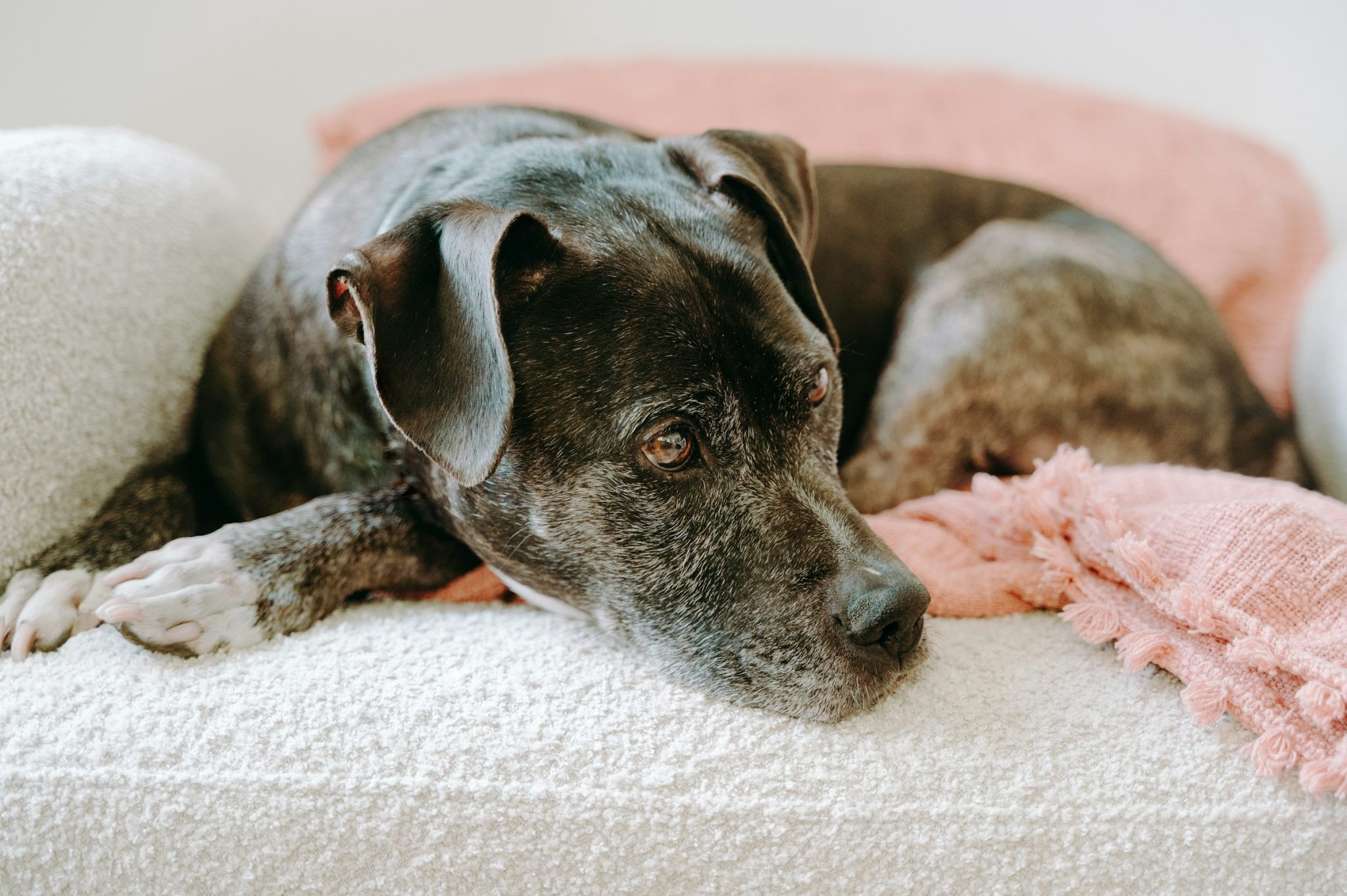 What types of pet cremation urns are available in 2026?