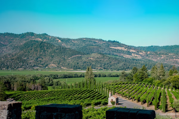 Napa valley vineyard rows stretching toward rolling hills under a clear california sky