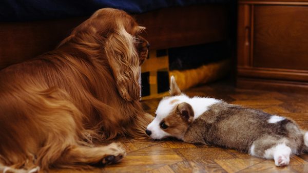 Supporting your dog’s health through every life stage