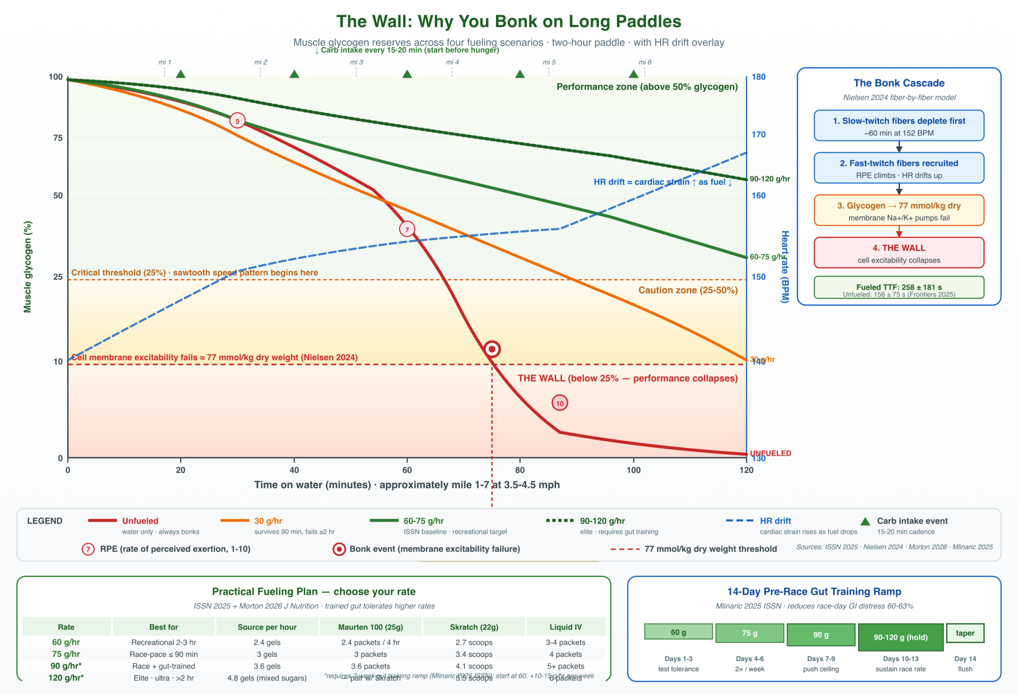 Line chart showing four fueling scenarios (unfueled, 30 g/hr, 60-75 g/hr, 90-120 g/hr) plotted against muscle glycogen reserves over a 2-hour paddle, with hr cardiac drift overlay, 77 mmol/kg cell membrane excitability threshold, mile-4. 5 bonk marker, mechanism cascade inset, fueling product table, and 14-day gut training ramp.