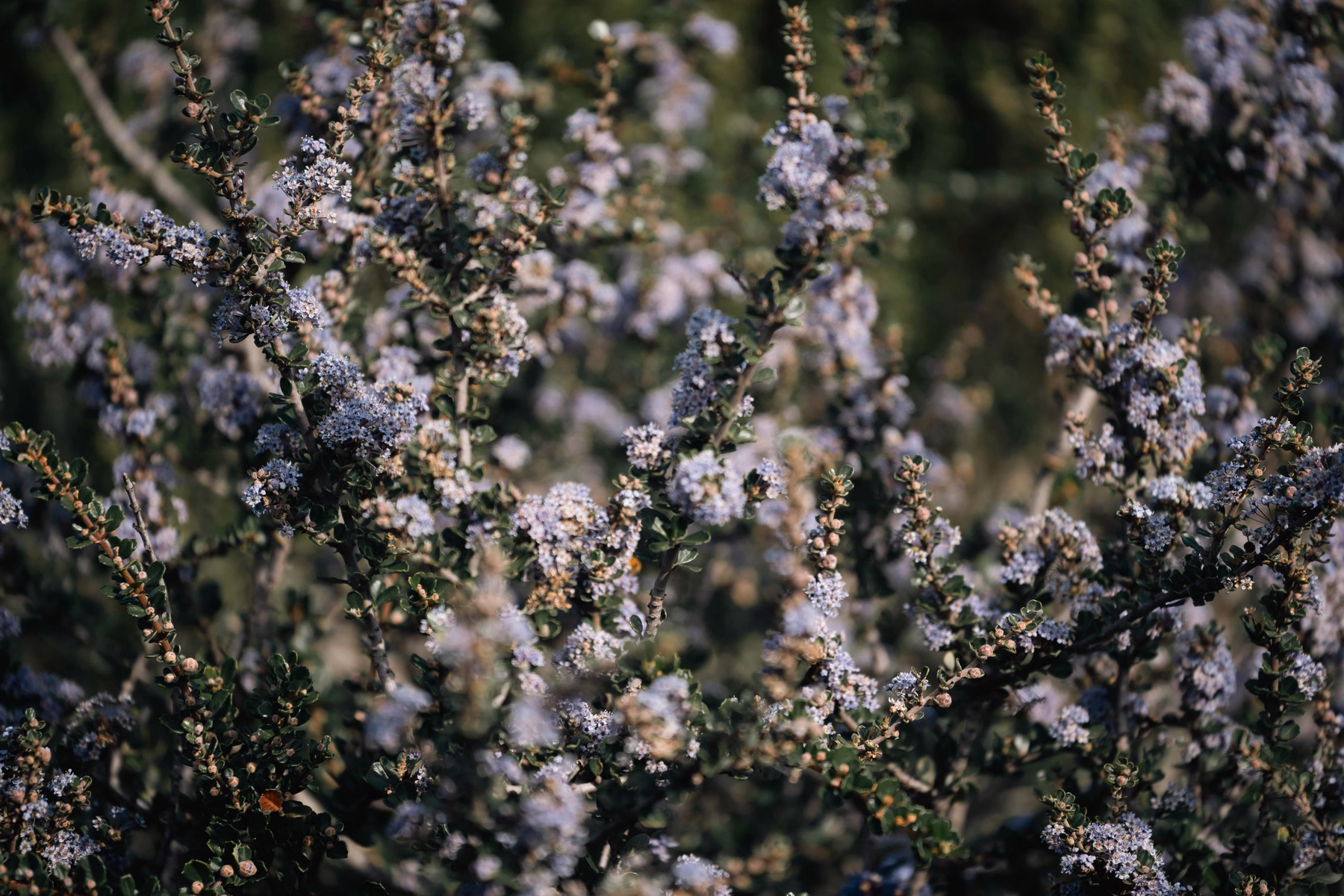Ceanothus shrubs covered in dense purple-blue flower clusters in spring sunlight, a classic california native plant scene