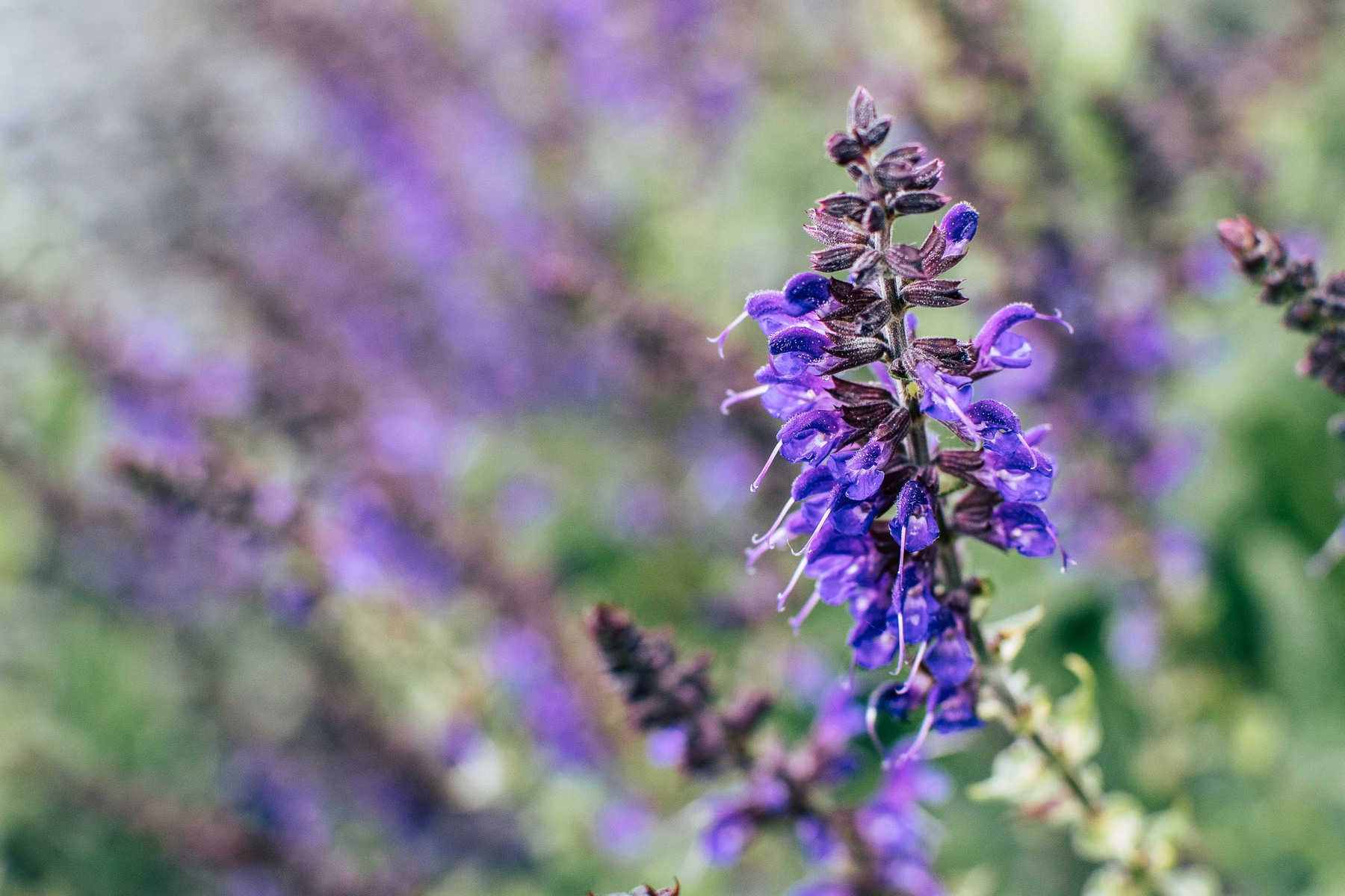 Whorled purple sage flowers in close-up showing the structure shared by california native cleveland sage and black sage