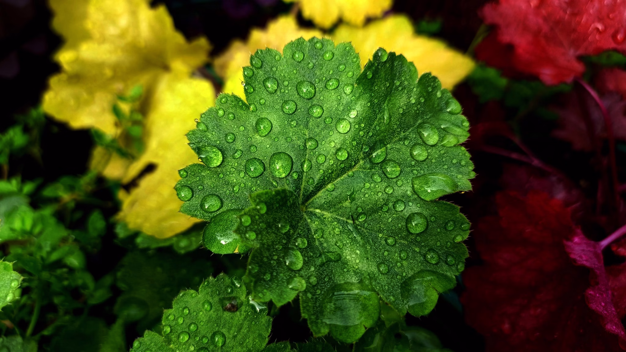 Heuchera (alum root, coral bells) foliage with morning dew showing the broad evergreen leaves typical of california native heuchera maxima