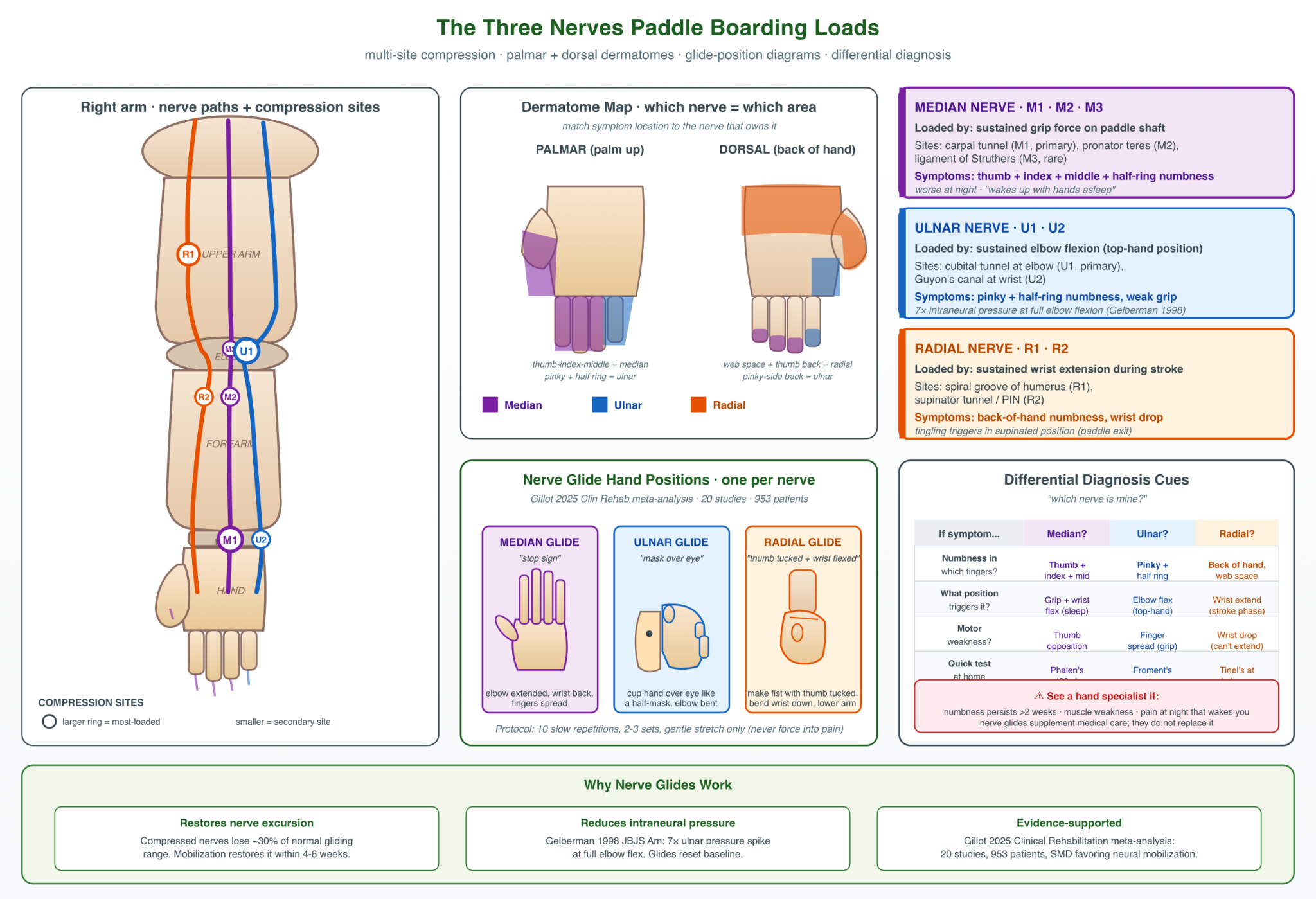 Right arm schematic showing median (purple), ulnar (blue), and radial (amber) nerves with multi-site compression markers, palmar + dorsal dermatome maps, three glide-position diagrams (median, ulnar, radial), and a differential-diagnosis cue table.