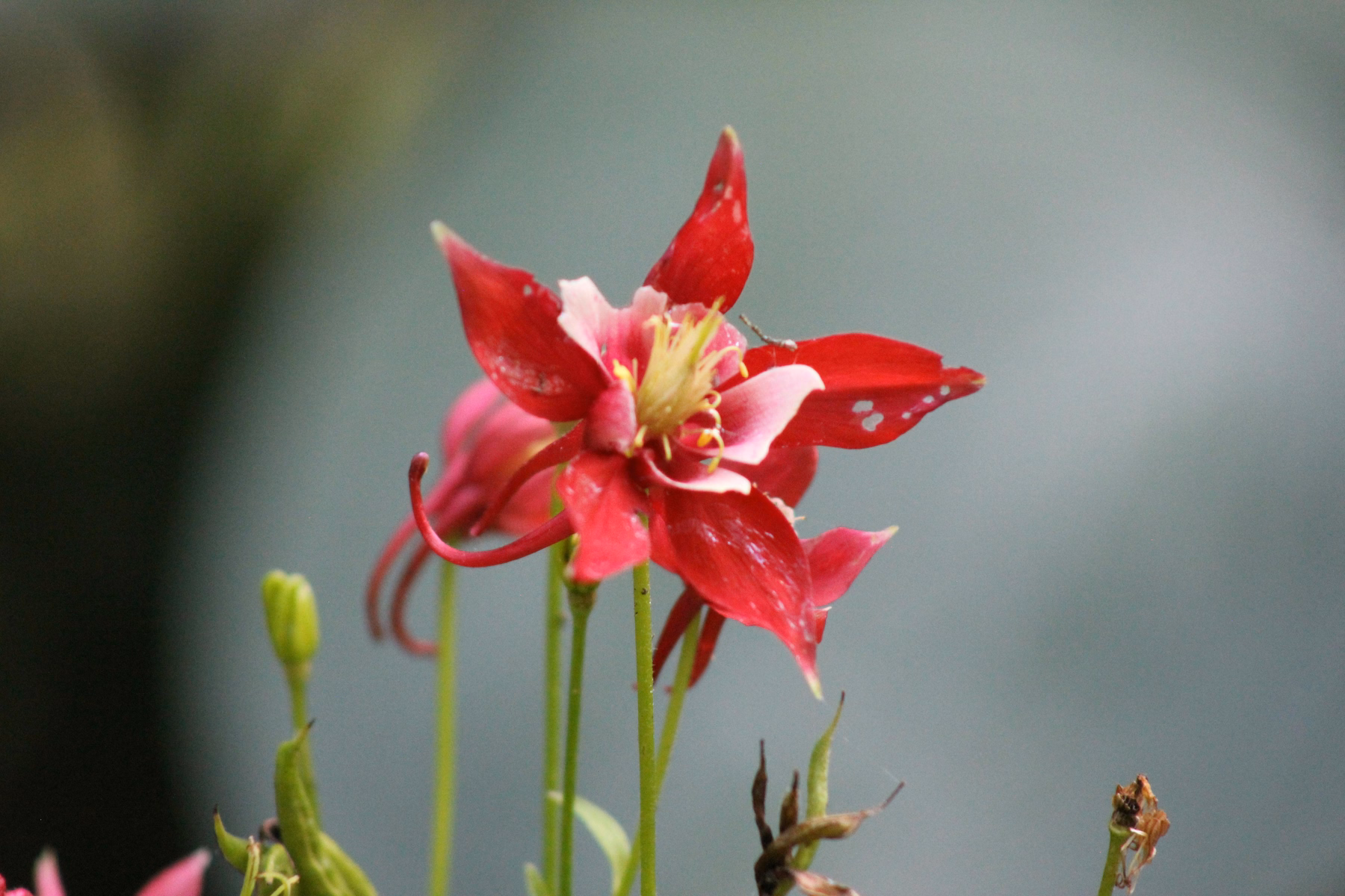 Bright red aquilegia formosa (western columbine) flower close-up showing the spurred tubular morphology that hummingbirds feed from