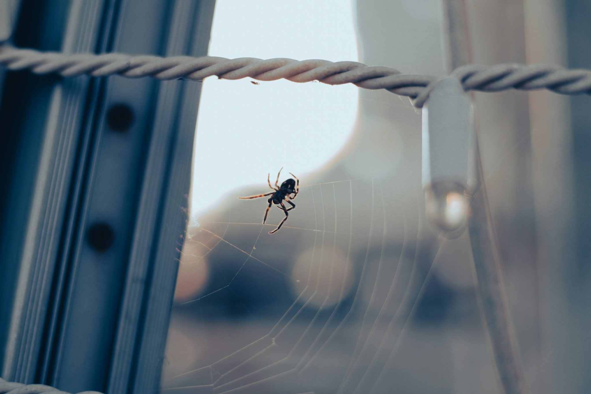 Common household pests in wilmington, delaware: identification and prevention