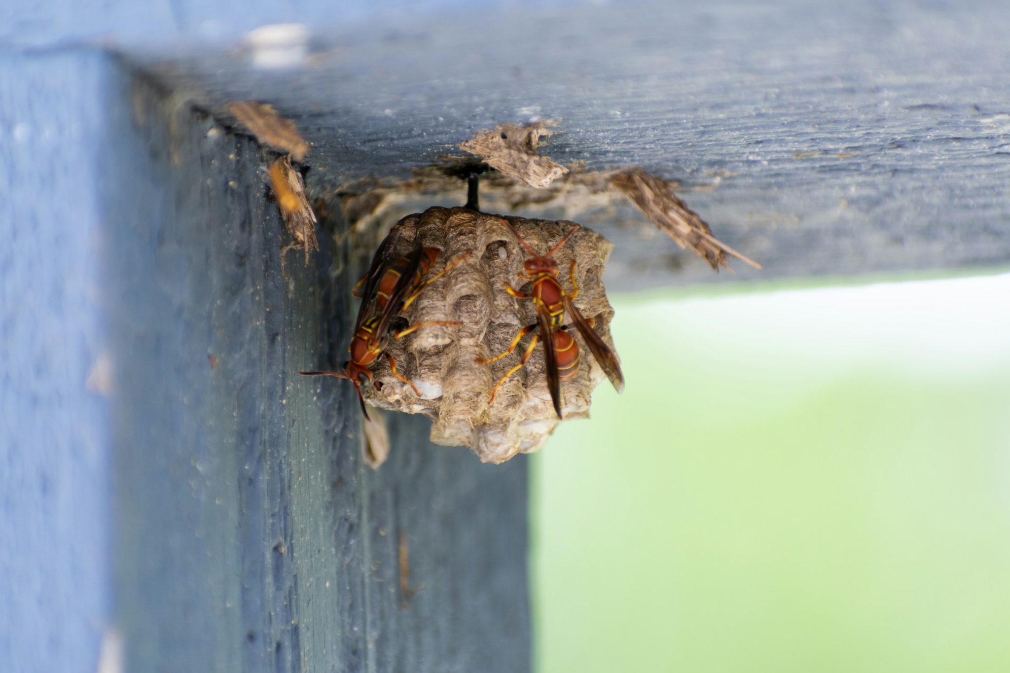 How to spot backyard wasp nests early 2 warm spring weather brings outdoor fun back to your property. Property owners love spending afternoons on the deck or tending to garden beds. A hidden danger can quickly ruin these pleasant outdoor activities. How to spot backyard wasp nests early