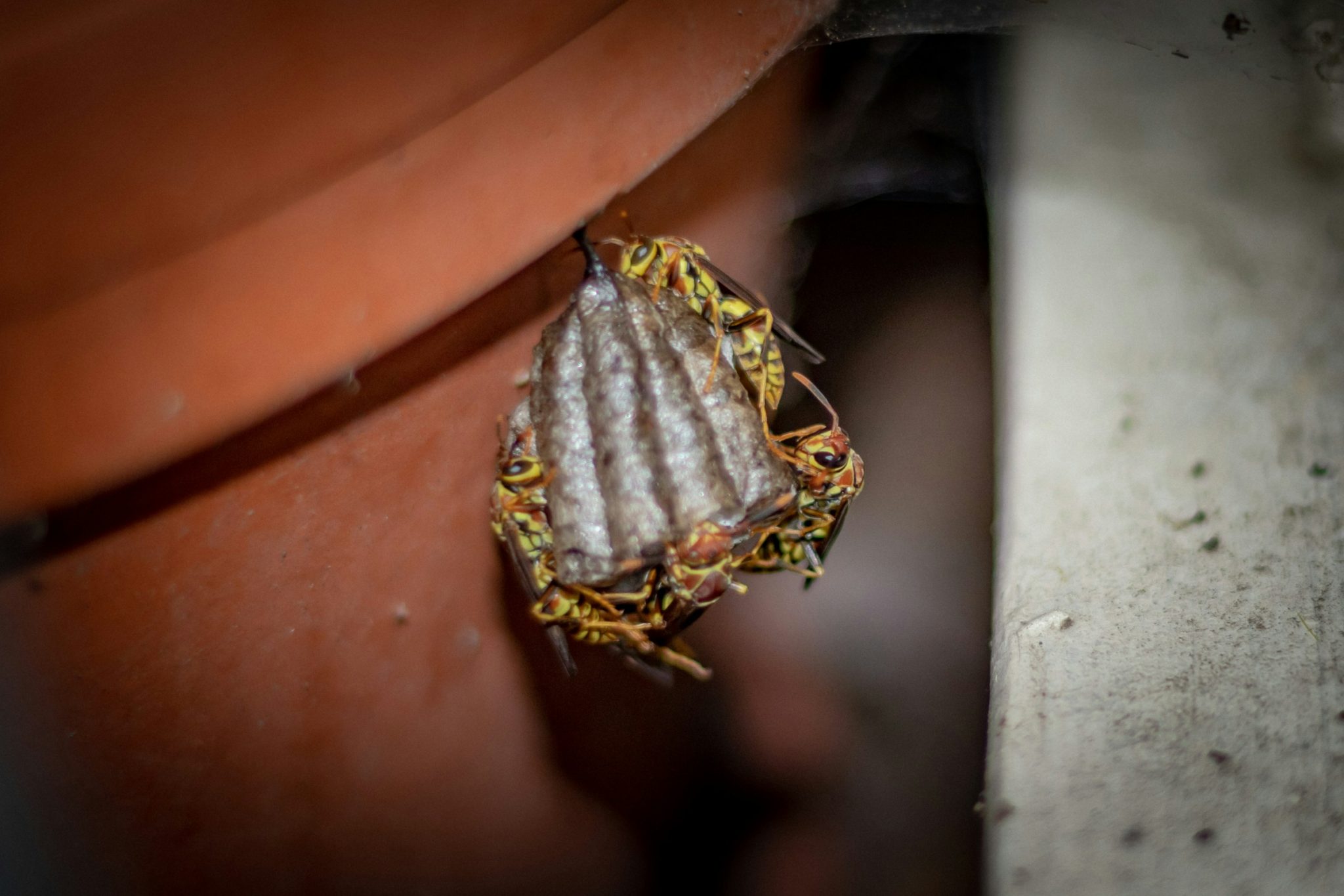 How to spot backyard wasp nests early