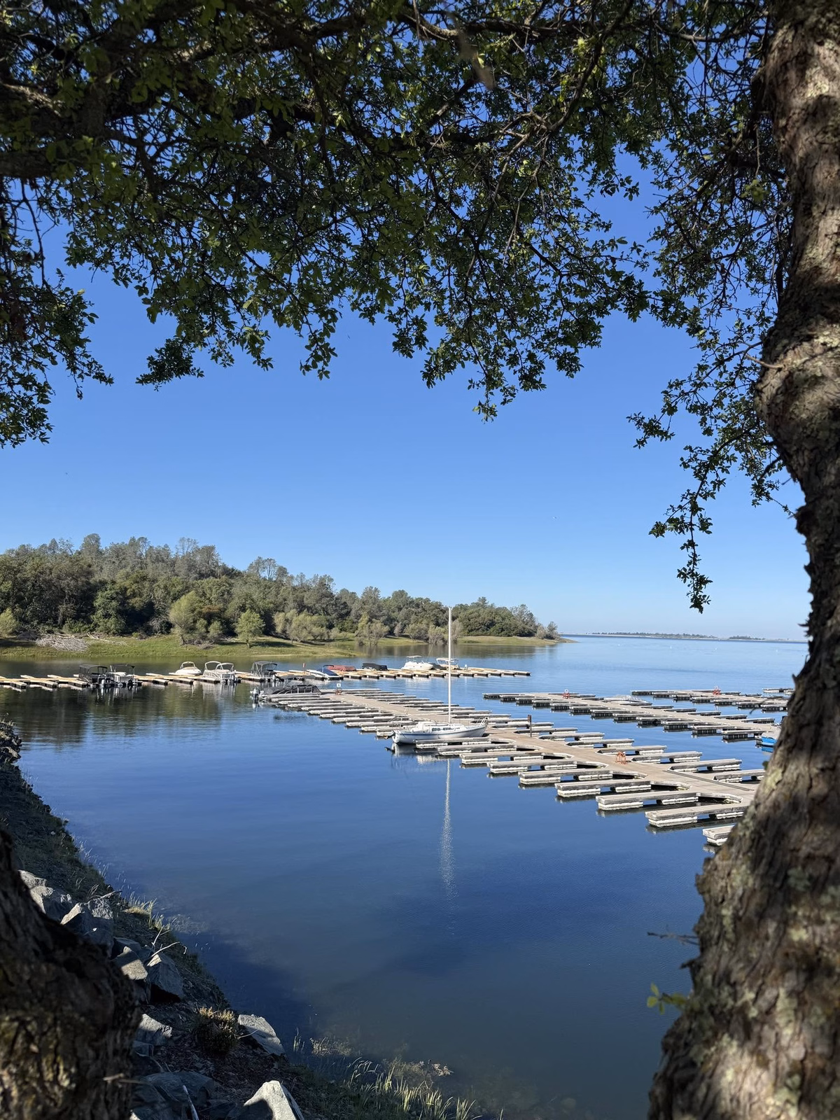 Boat slips and a dock extending into folsom lake framed by oak trees