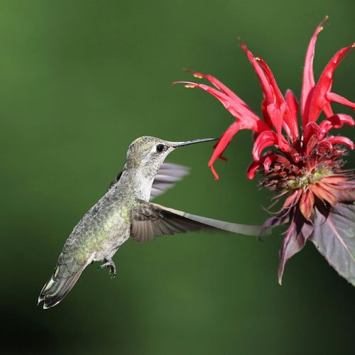 Anna's hummingbird hovering at vivid red tubular flowers in a california native garden