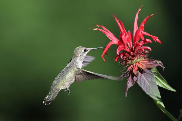 Anna's hummingbird hovering at vivid red tubular flowers in a california native garden
