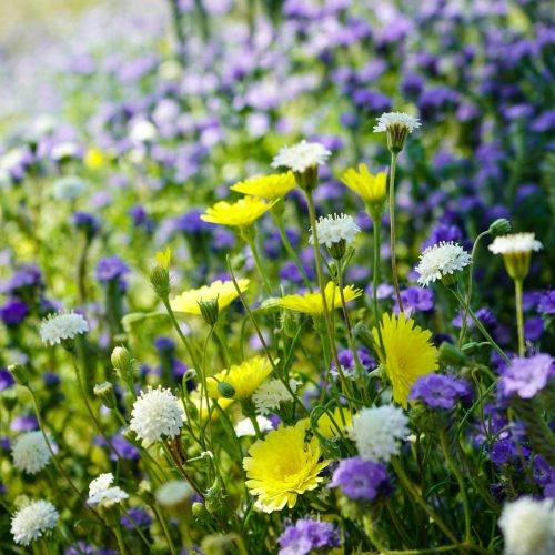 Field of yellow and purple wildflowers blooming in borrego springs, california with desert mountains in the distance