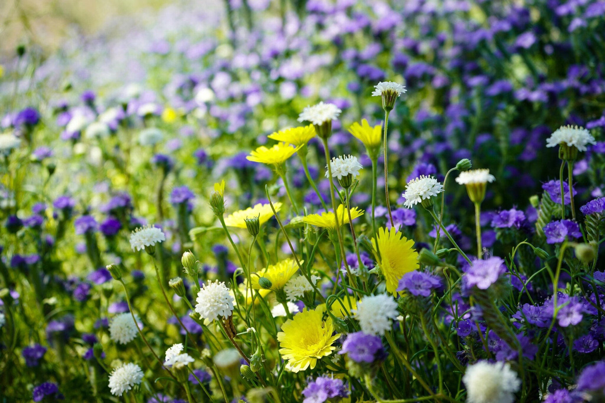 Field of yellow and purple wildflowers blooming in borrego springs, california with desert mountains in the distance