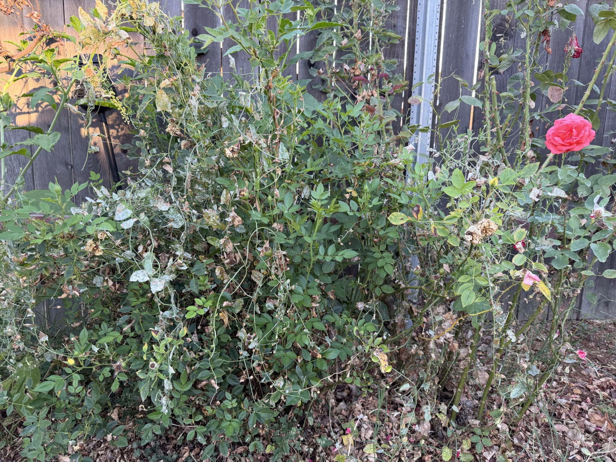 Field bindweed vines climbing up into a rose bush against a wooden fence