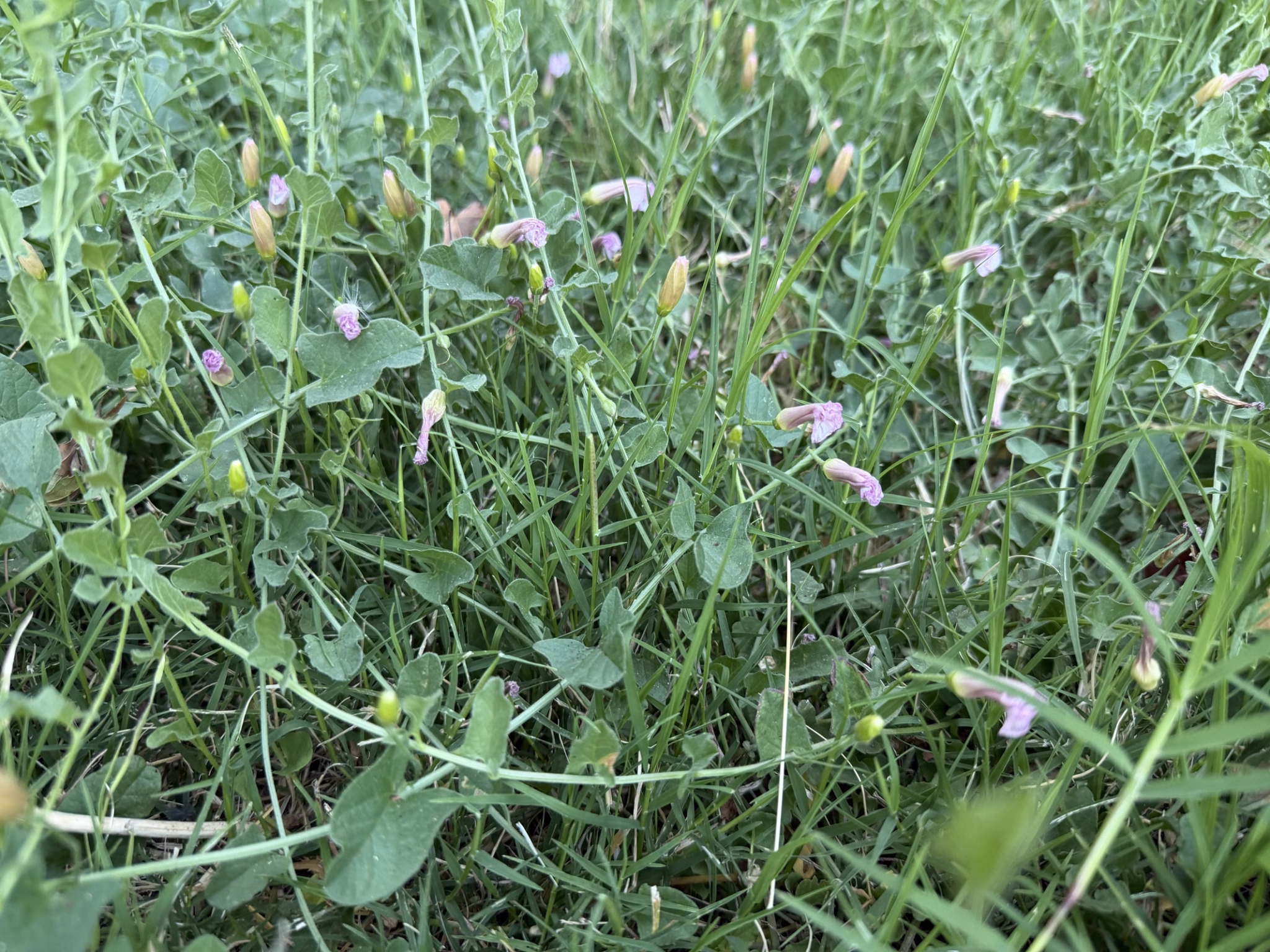Small pink field bindweed funnel flowers and vines blooming in a fescue lawn