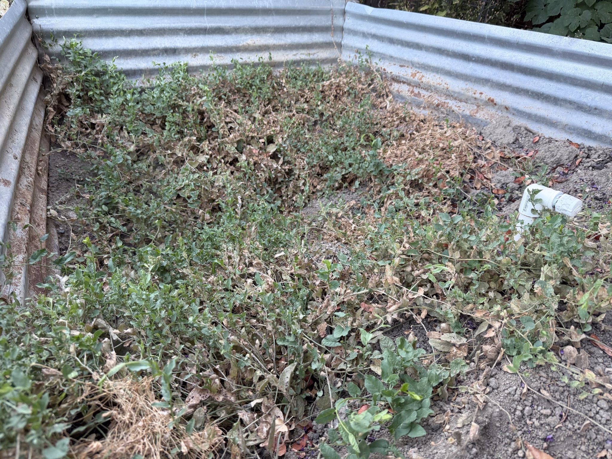Field bindweed matted across an entire metal raised garden bed