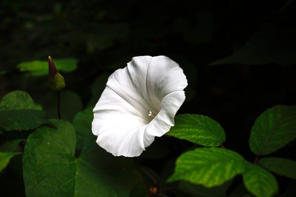 Field bindweed vine with white funnel flower and arrowhead leaves climbing a garden fence