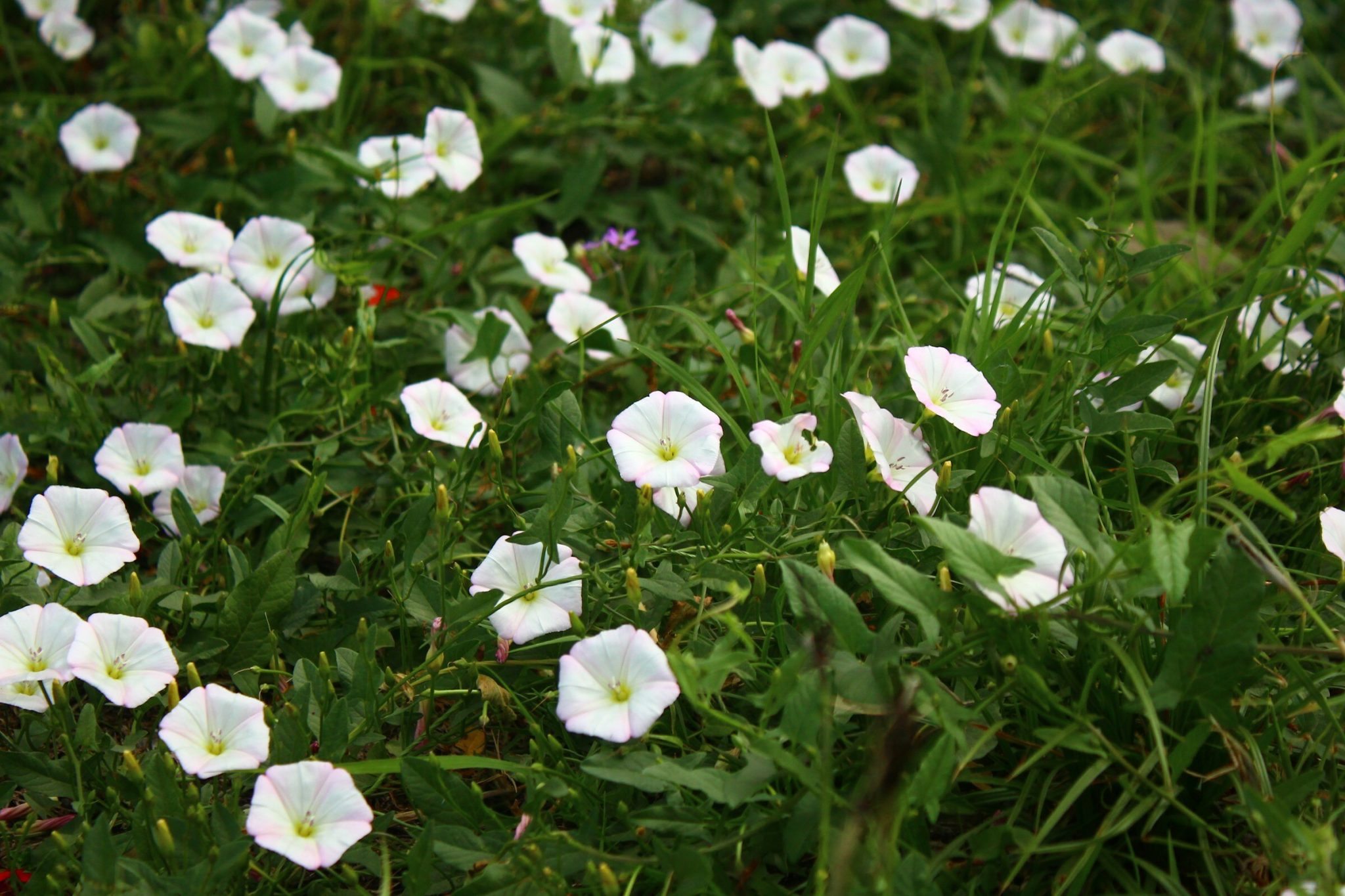 A strip of lawn taken over by field bindweed, its small white and pale-pink funnel flowers scattered through the grass