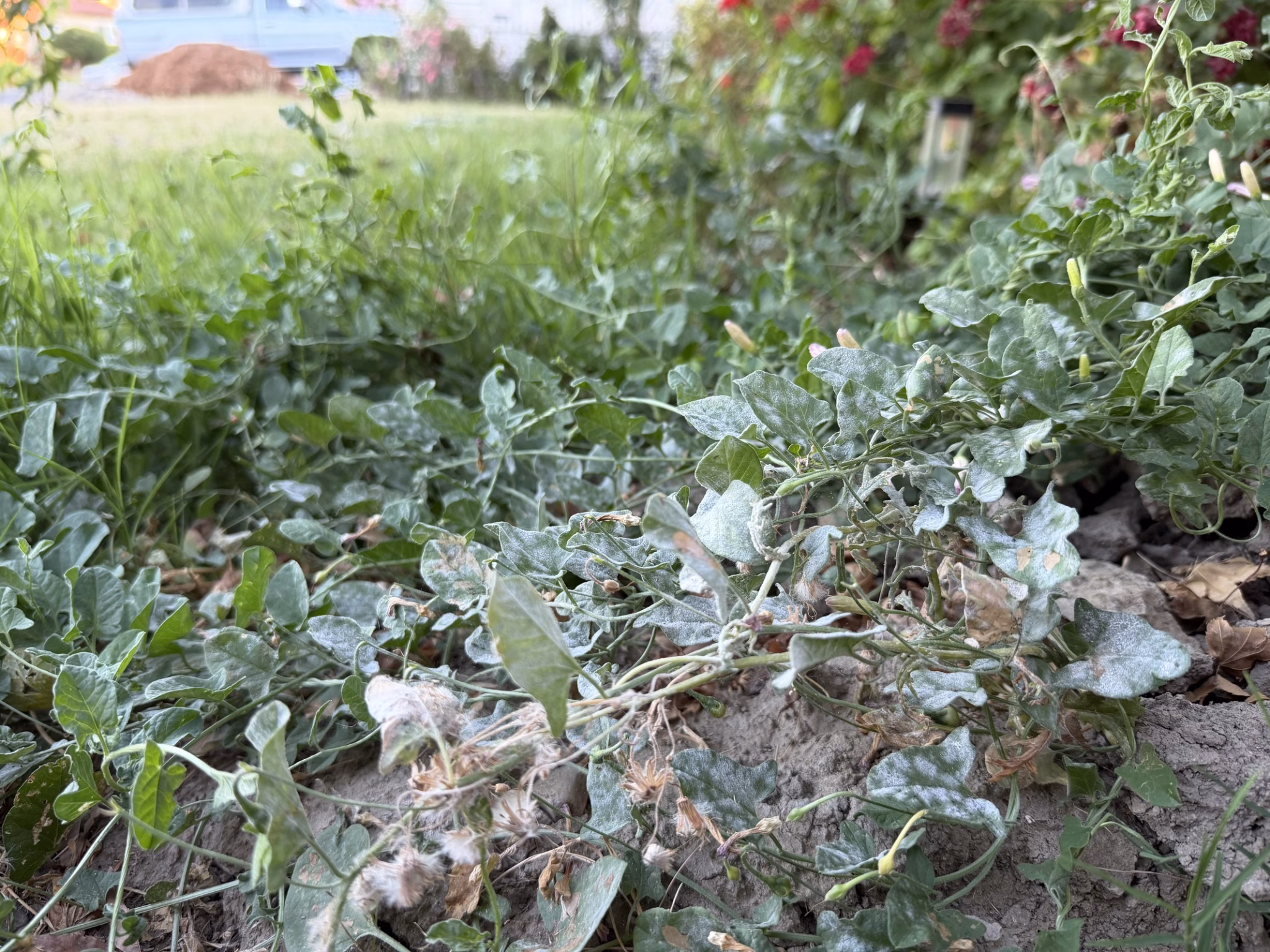Whole plant caked white with powdery mildew sprawling from a garden bed edge in warm dry summer conditions