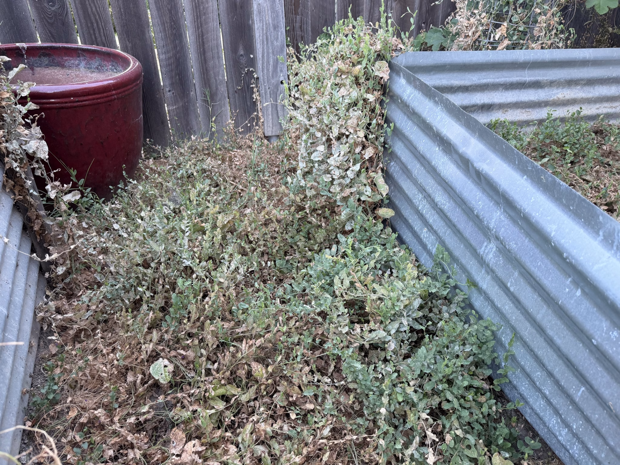 A shaded fence corner beside a galvanized raised bed where mildew-caked growth has taken over, showing the poor air circulation that favors powdery mildew