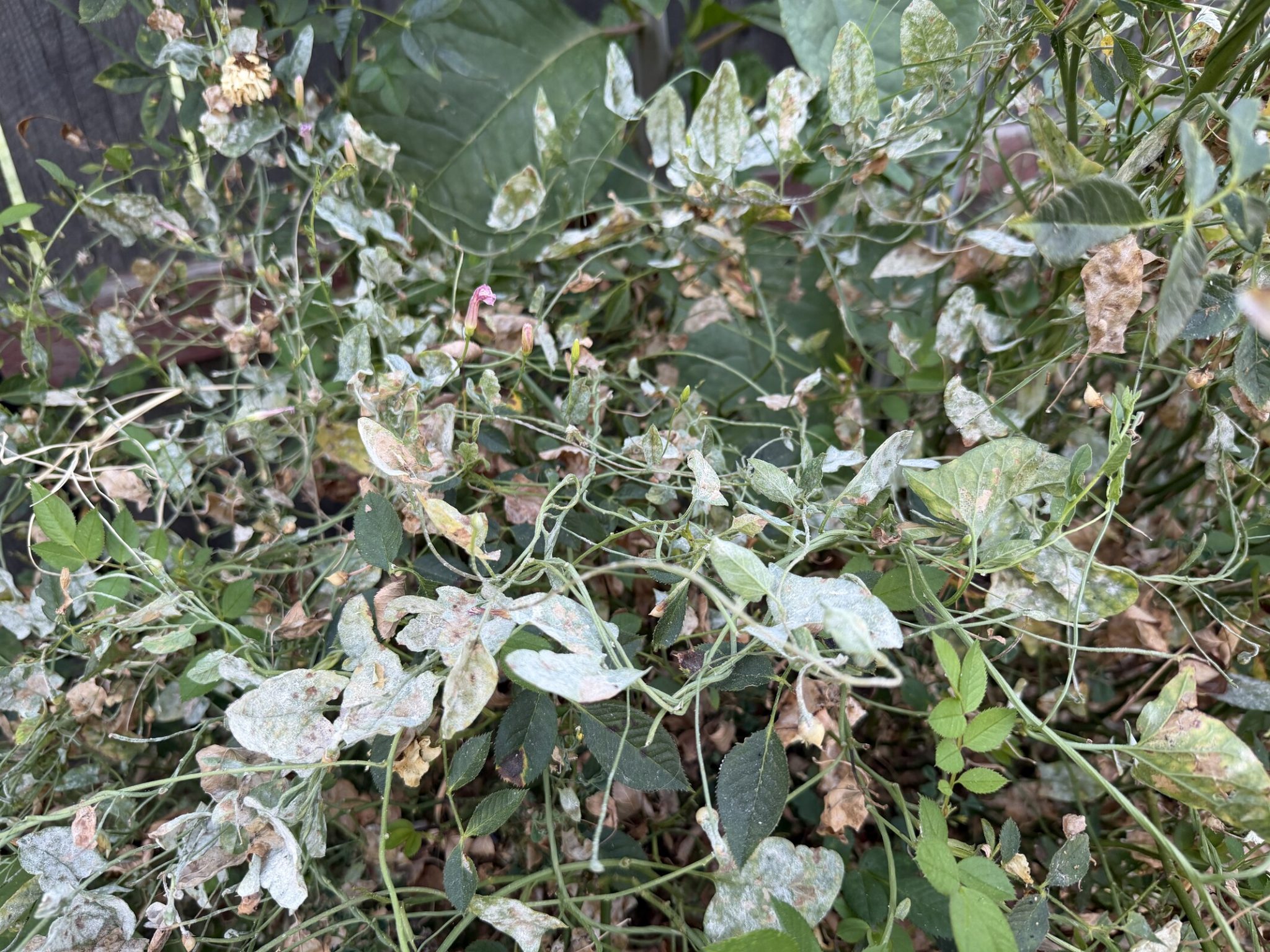 Foliage caked in white powdery mildew coating in a sacramento garden bed with rose canes in the tangle
