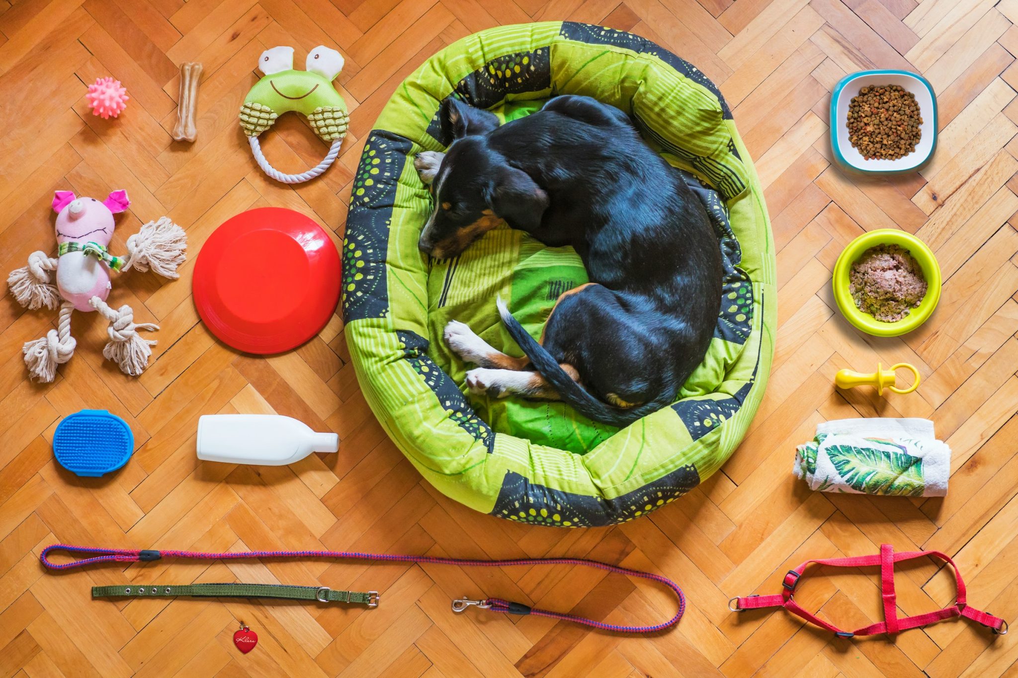 Building a pet emergency kit before you need one
