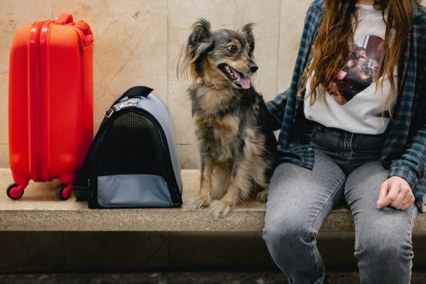Building a pet emergency kit before you need one