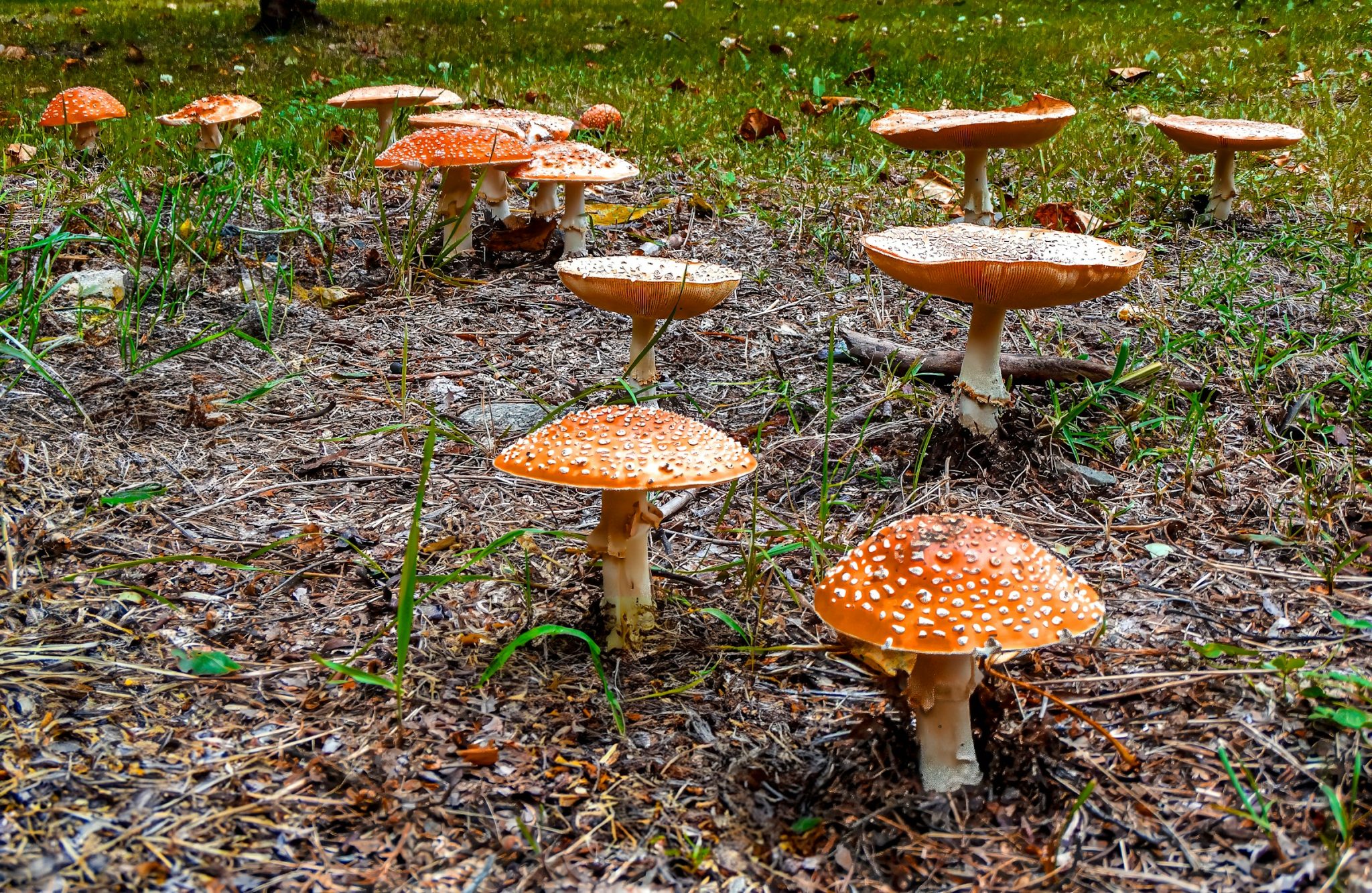 What should you know about amanita muscaria varieties?