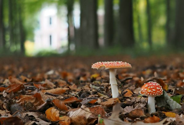 What should you know about amanita muscaria varieties?