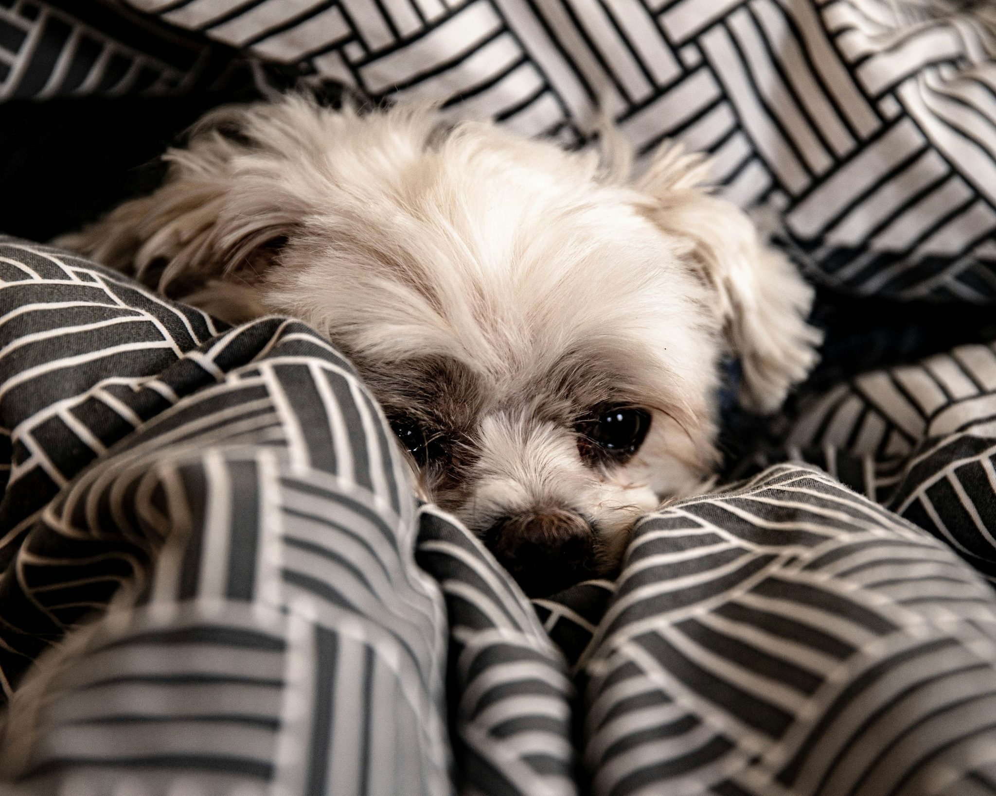 Cool dog owner gifts (that they'll actually use)